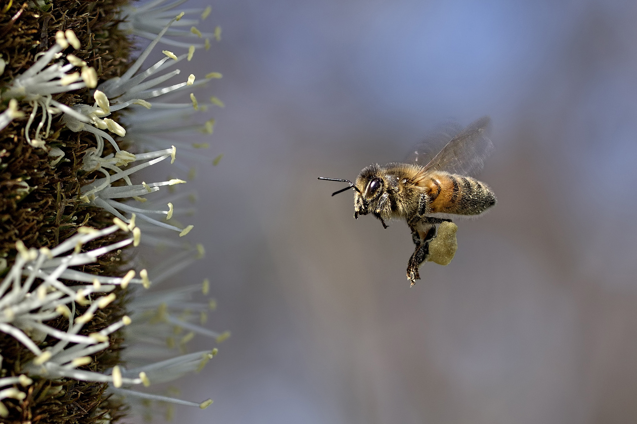 Olympus OM-D E-M1 + OLYMPUS 50mm Lens sample photo. Bee in flight photography