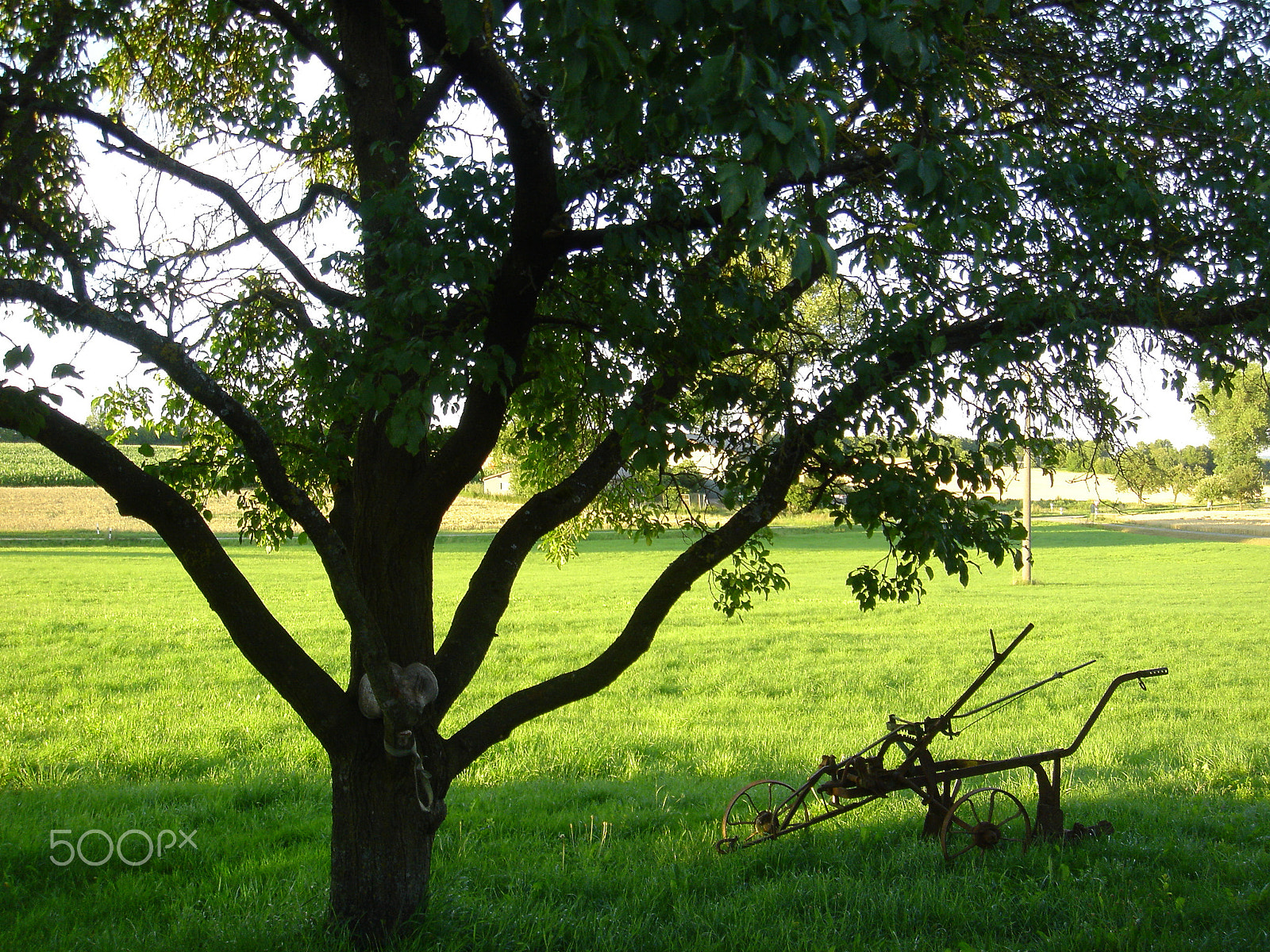 Sony DSC-T1 sample photo. Tree and plow photography
