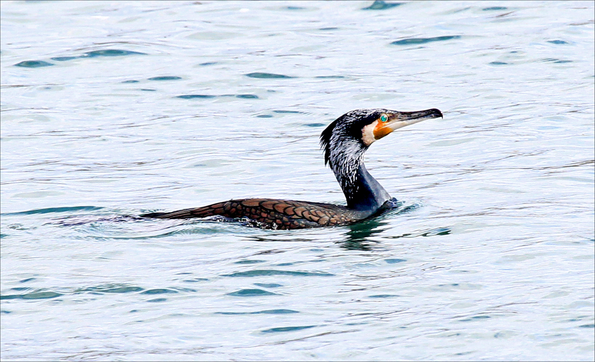 Canon EF 100-400mm F4.5-5.6L IS USM sample photo. Cormorán photography