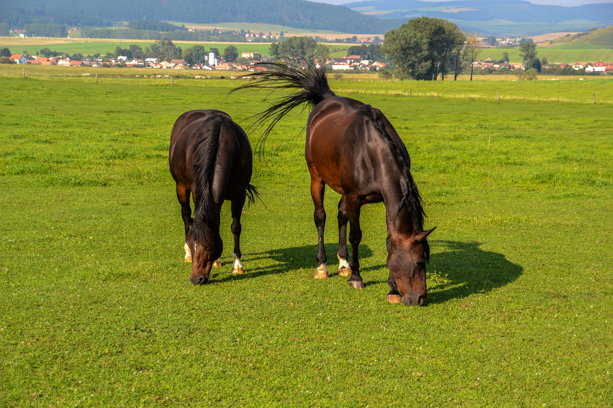 Nikon D3100 + Sigma 18-200mm F3.5-6.3 DC sample photo. Brothers photography