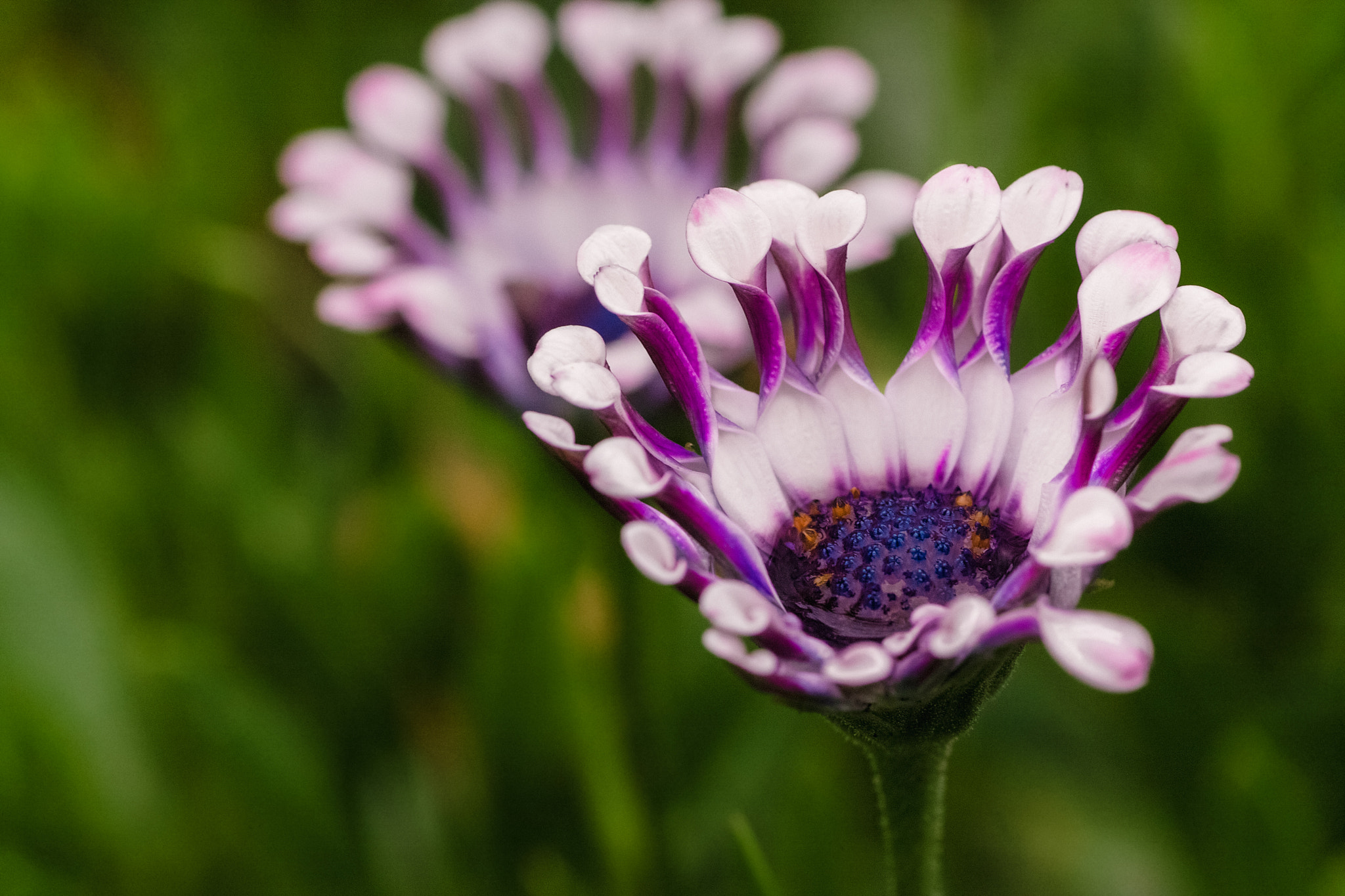 Canon EOS 40D + Tamron SP AF 90mm F2.8 Di Macro sample photo. Botanical garden (ca) photography