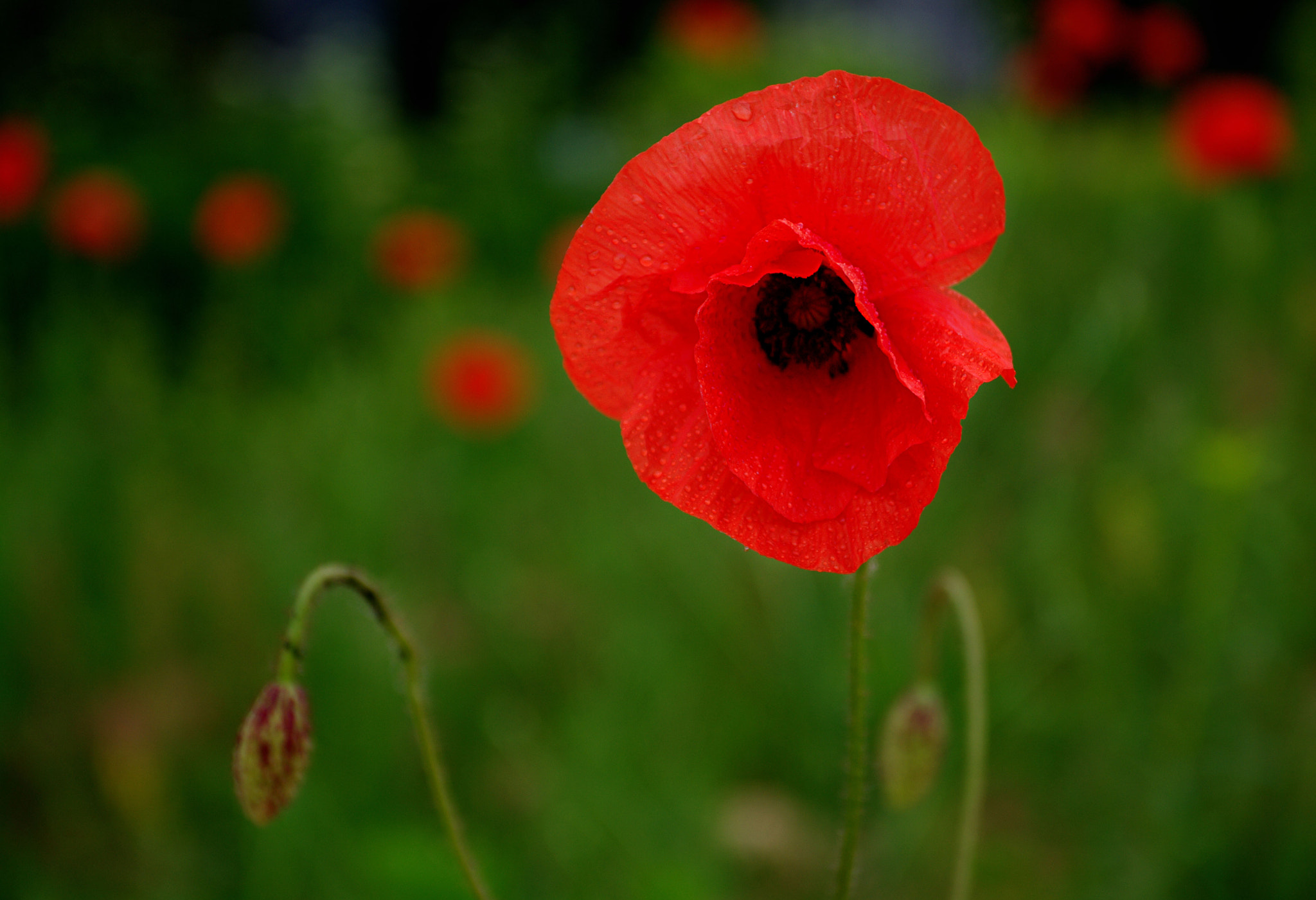 Pentax smc DA 17-70mm F4.0 AL (IF) SDM sample photo. Poppy... photography