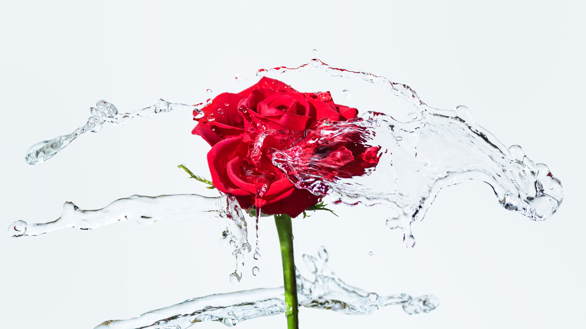 Sony ILCA-77M2 + Tamron SP AF 90mm F2.8 Di Macro sample photo. Red rose with a water splash photography