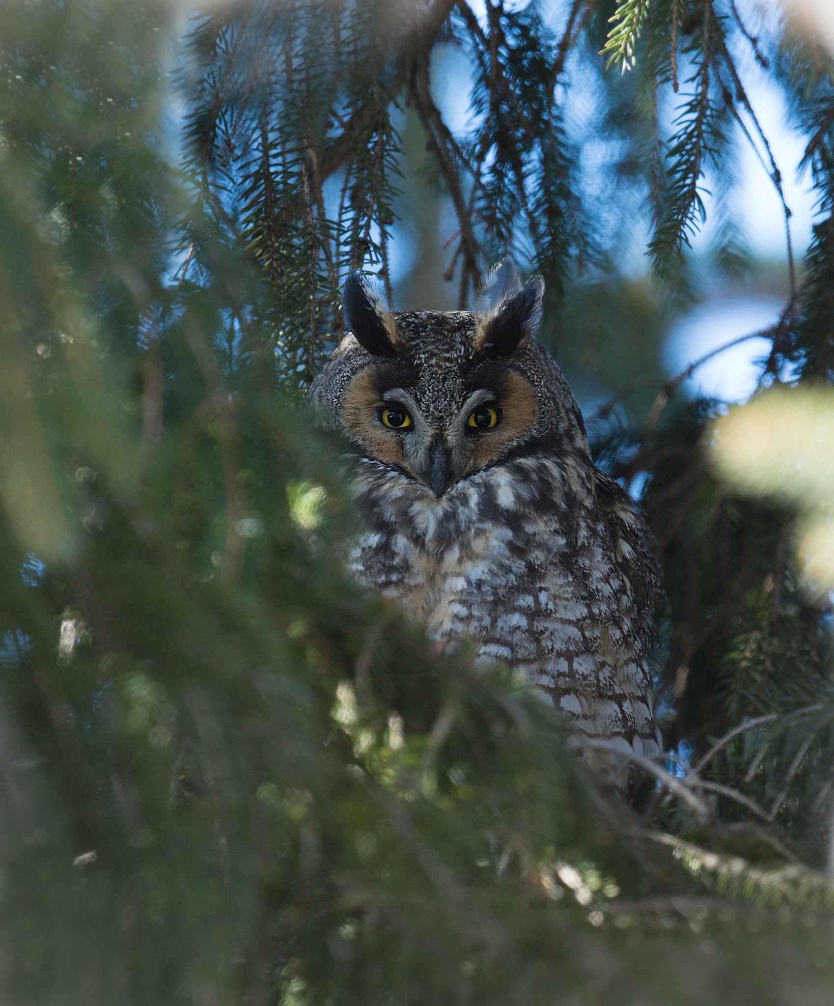 Nikon D4 + Sigma 24-60mm F2.8 EX DG sample photo. Hibou moyen-duc, asio otus, long-eared owl photography