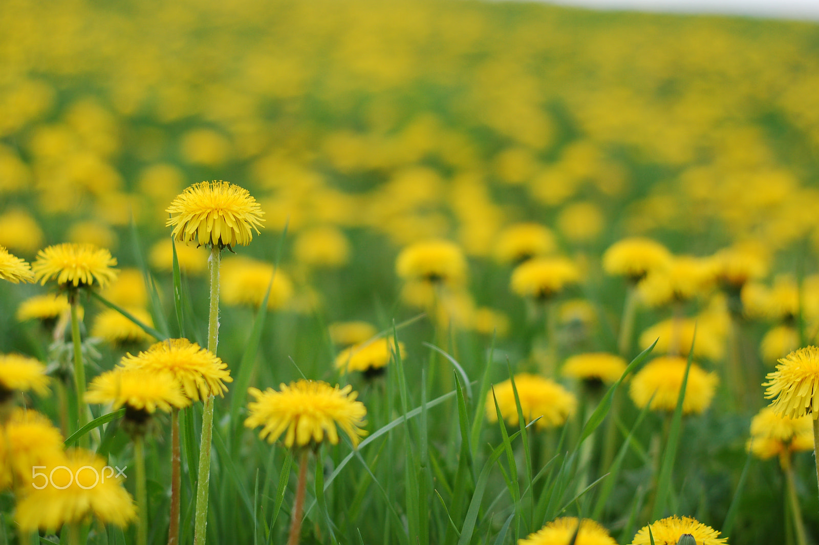 Nikon D50 + AF Nikkor 50mm f/1.8 sample photo. Dandelion field photography