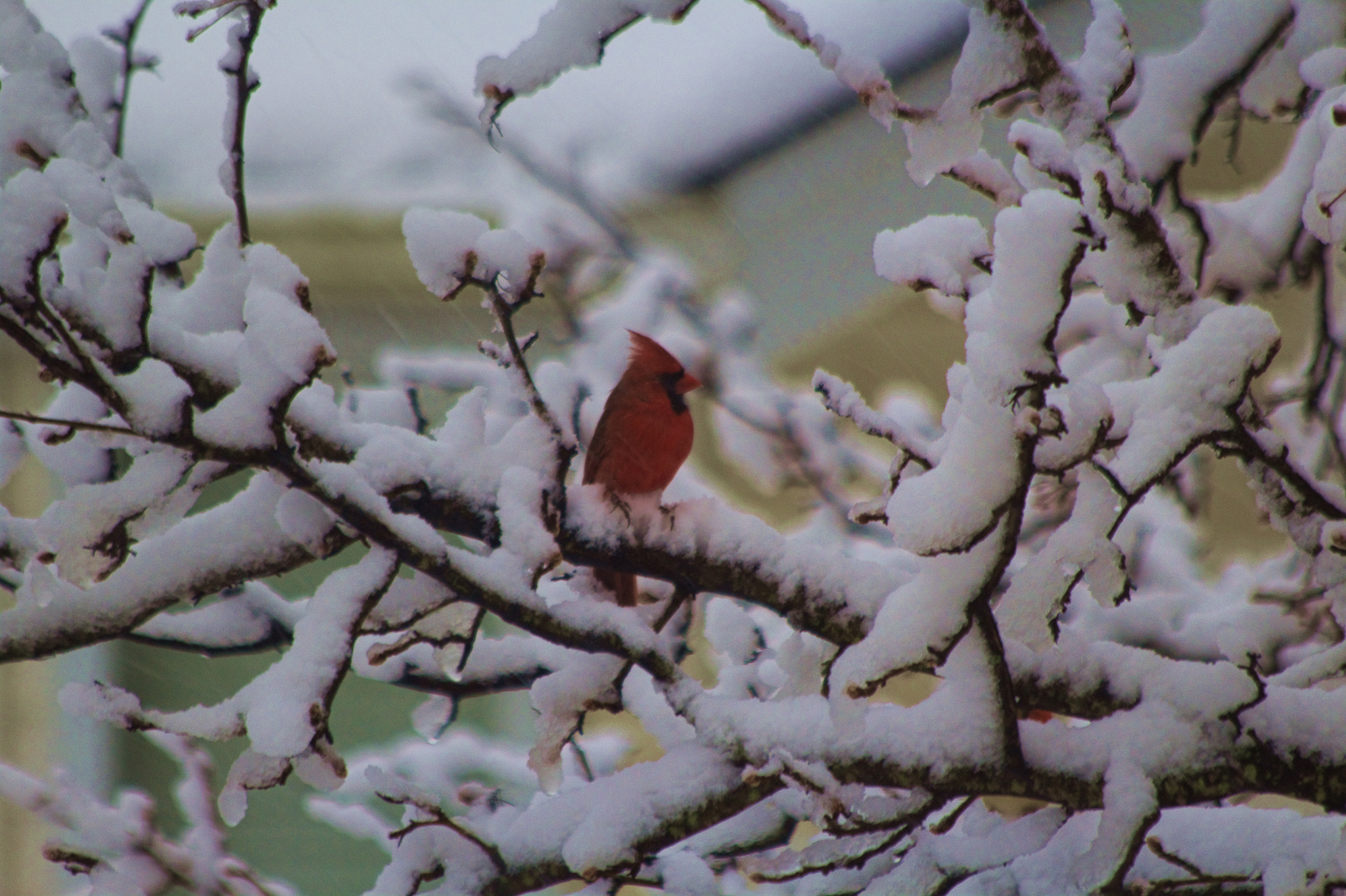 Canon EF 70-300mm F4-5.6 IS USM sample photo. Cardinal photography