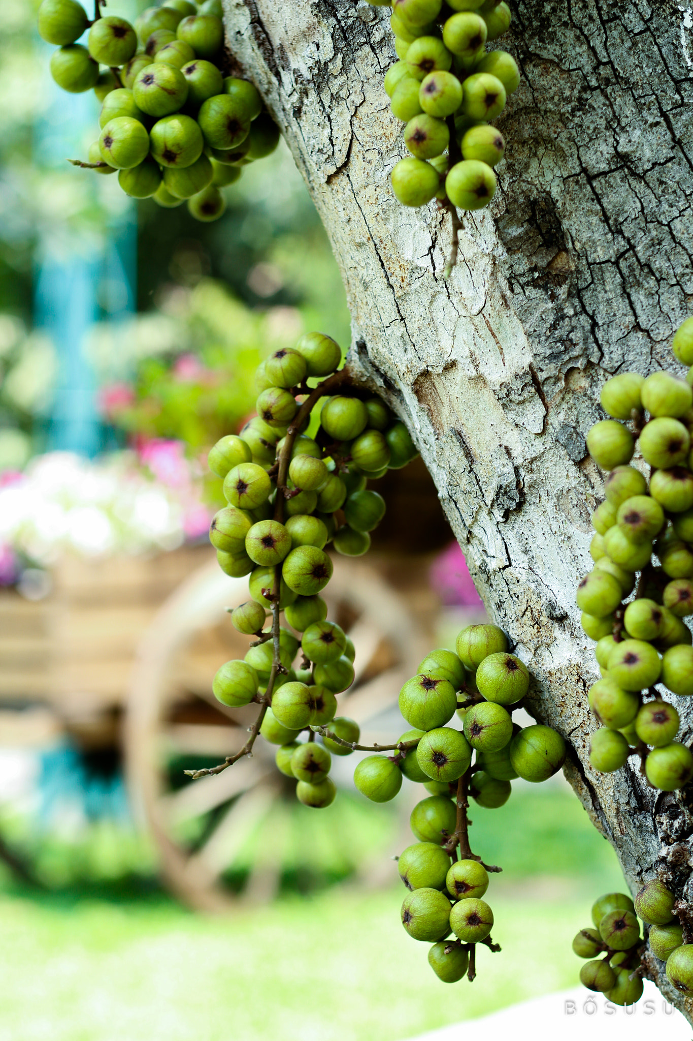 Canon EOS 700D (EOS Rebel T5i / EOS Kiss X7i) sample photo. The fig photography