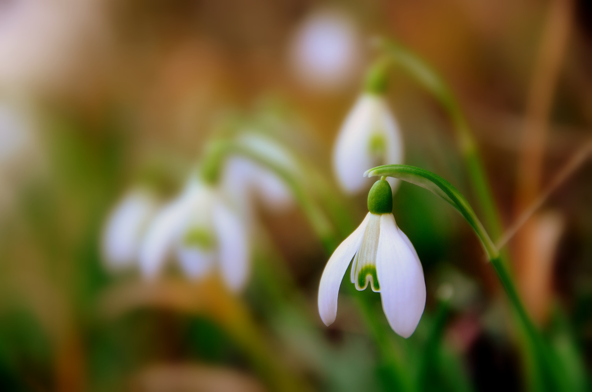 Sigma 17-70mm F2.8-4 DC Macro OS HSM | C sample photo. Early snowdrops photography