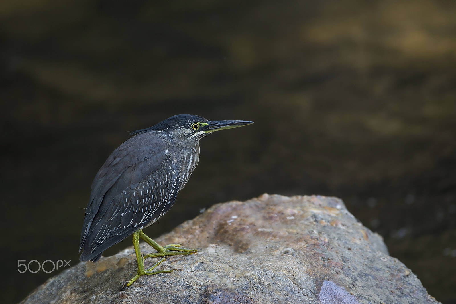 Nikon D4 sample photo. Little heron photography