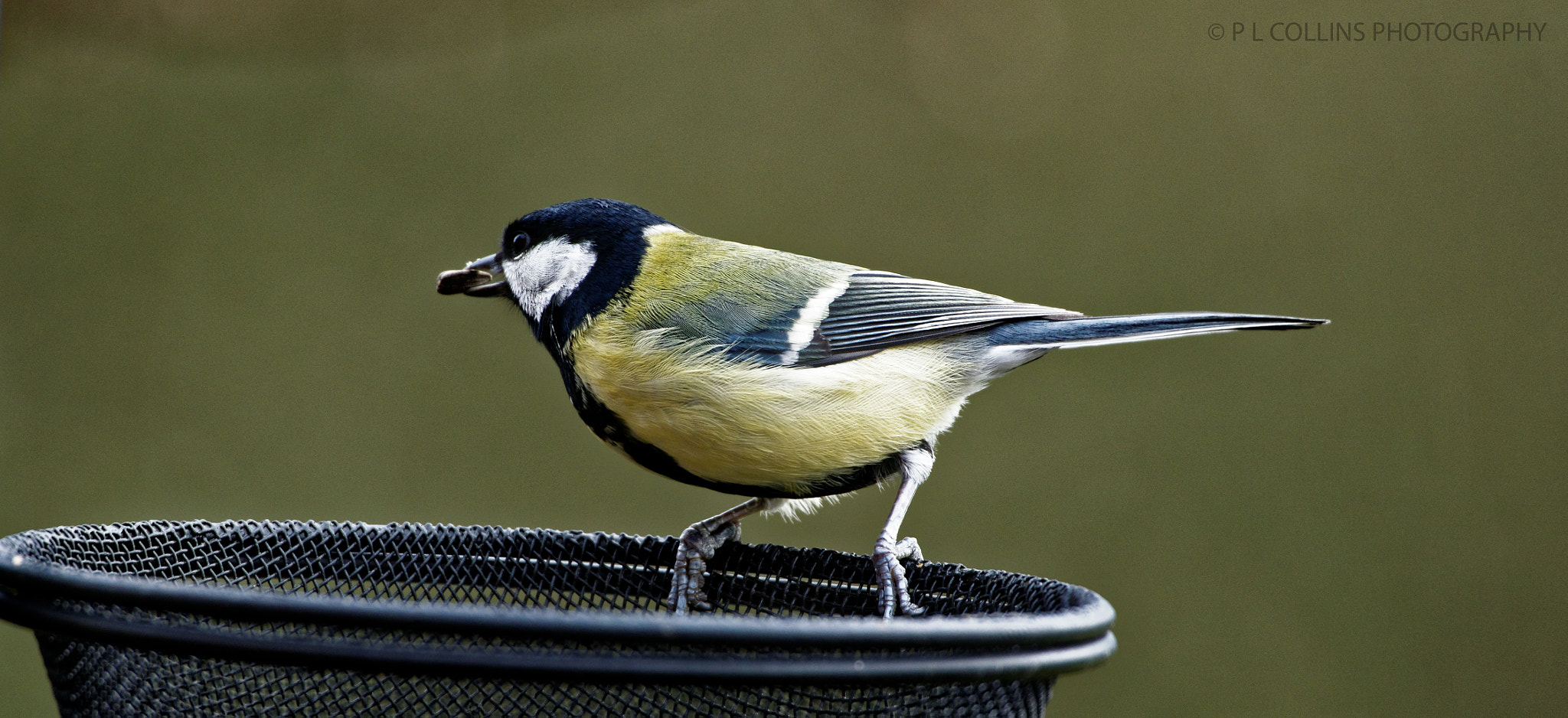 Sigma 50-500mm F4.5-6.3 DG OS HSM sample photo. Lovely great tit in the garden this morning photography