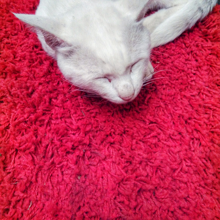HUAWEI Che1-CL20 sample photo. 悠闲的猫 photography