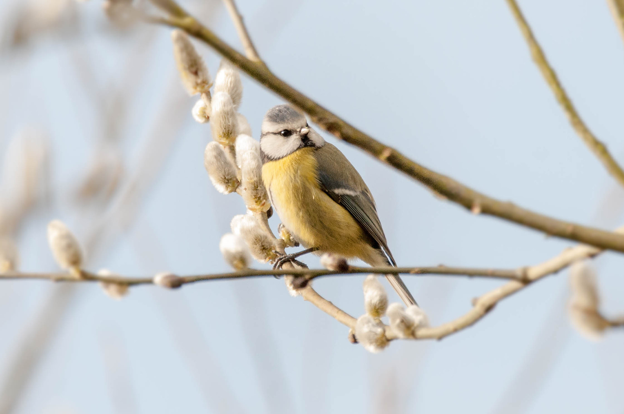 Sigma 150-600mm F5-6.3 DG OS HSM | C sample photo. Pimpelmees photography