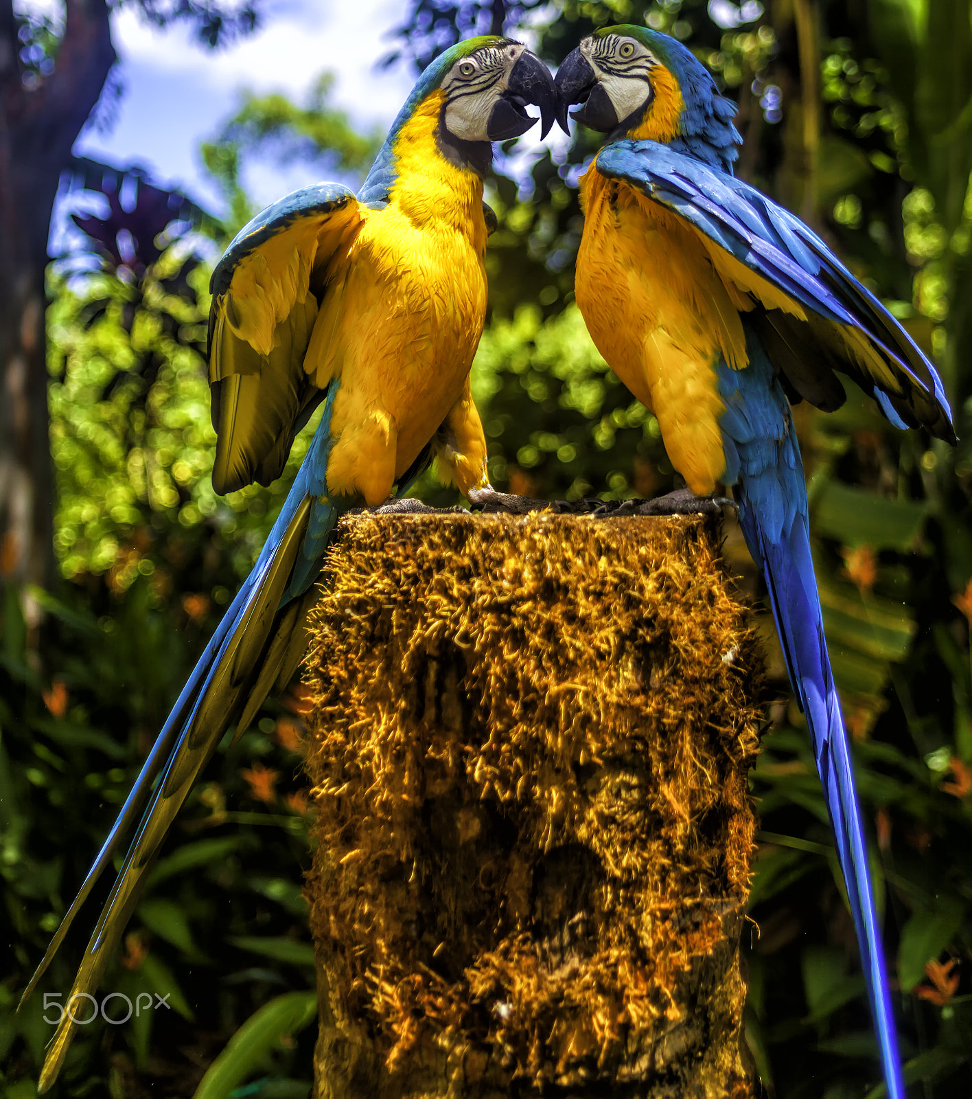 Canon EOS 5D Mark II + Tokina AT-X 280 AF Pro 28-80mm f/2.8 Aspherical sample photo. Celebrating love. pair of blue and yellow macaws photography