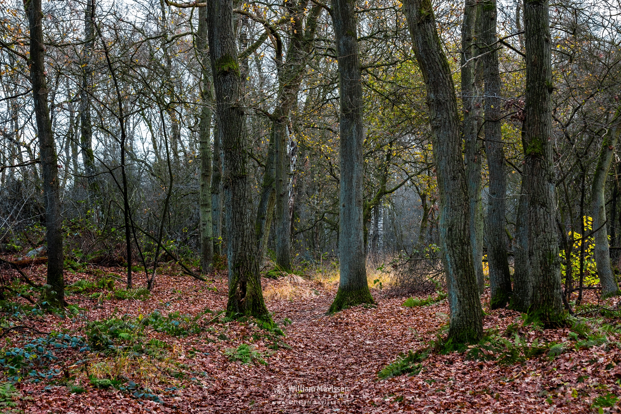 Canon EOS 70D + Tamron SP AF 60mm F2 Di II LD IF Macro sample photo. A bunch of trees photography