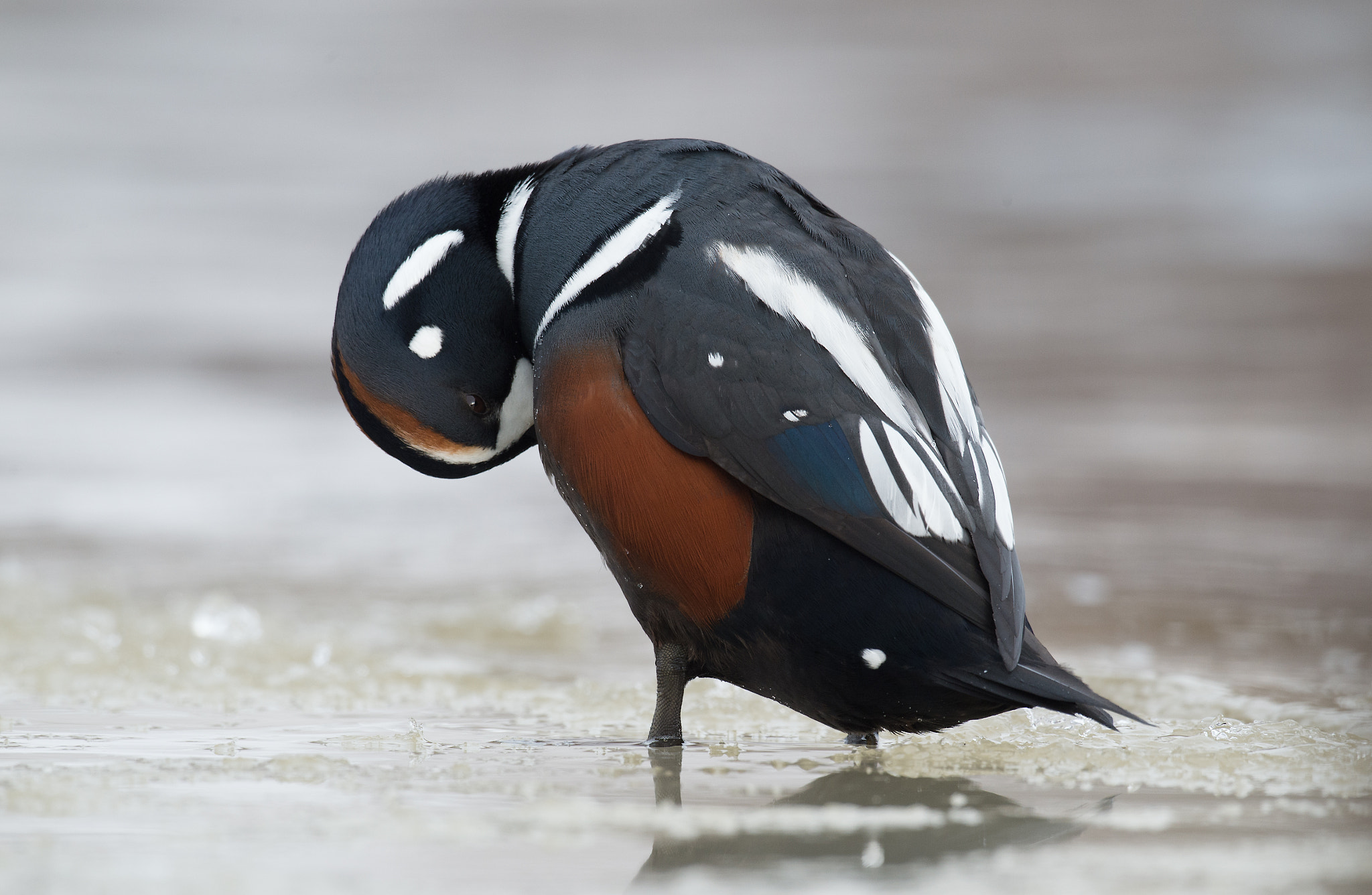 Nikon D4 + Sigma 24-60mm F2.8 EX DG sample photo. Arlequin plongeur, histrionicus histrionicus, harlequin duck photography