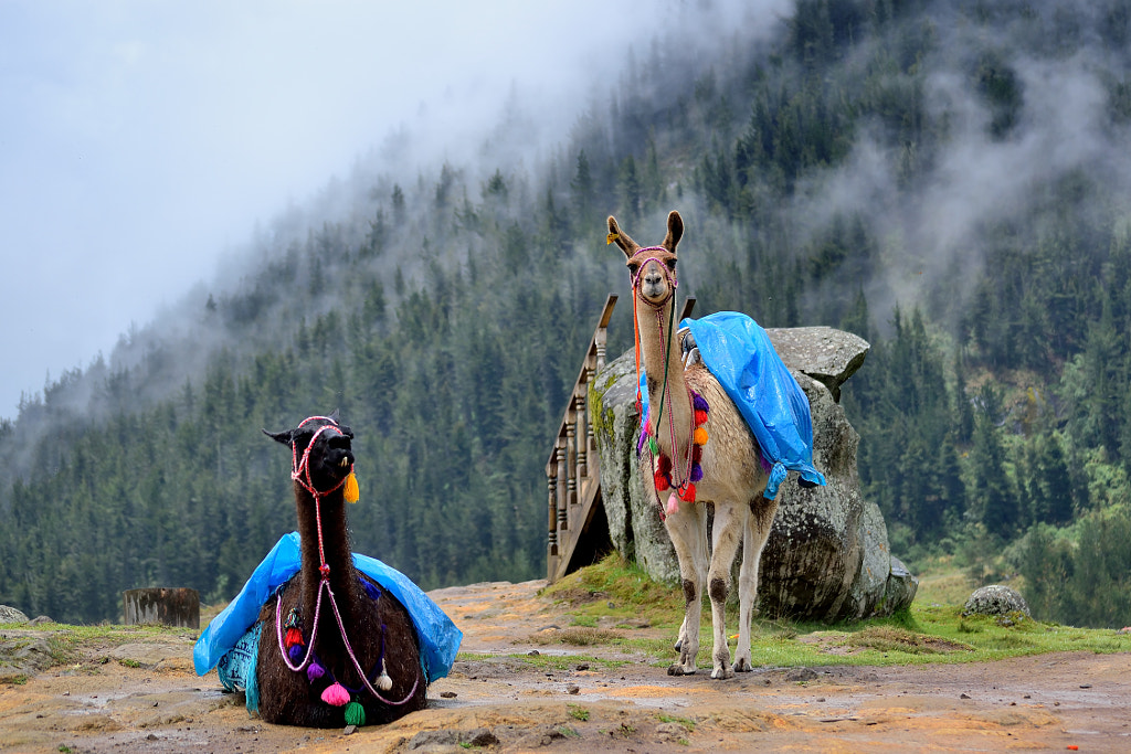 Andean inhabitants by Bernardo Núñez on 500px.com