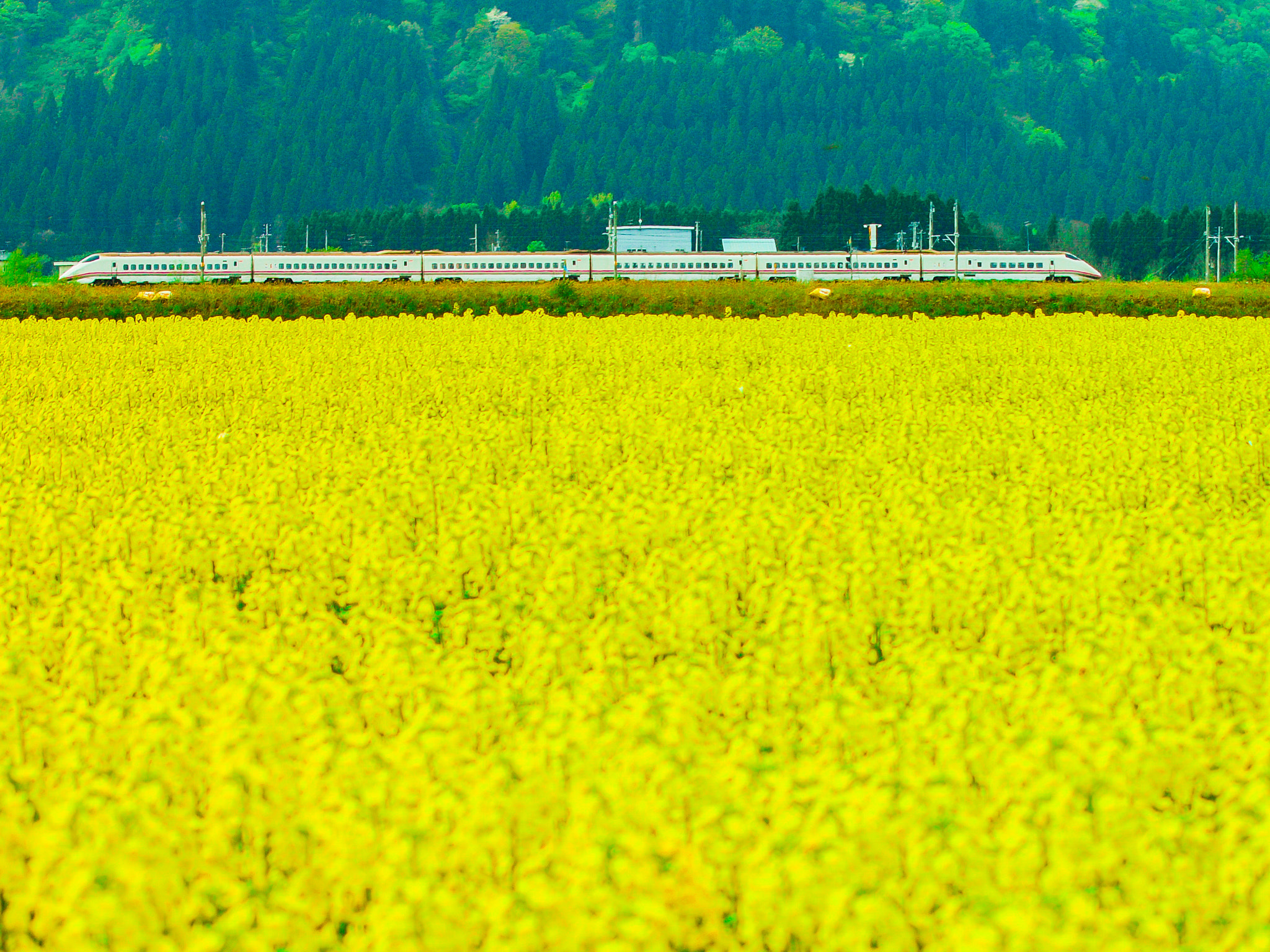 Olympus E-620 (EVOLT E-620) + Sigma 55-200mm F4-5.6 DC sample photo. Flower bed photography