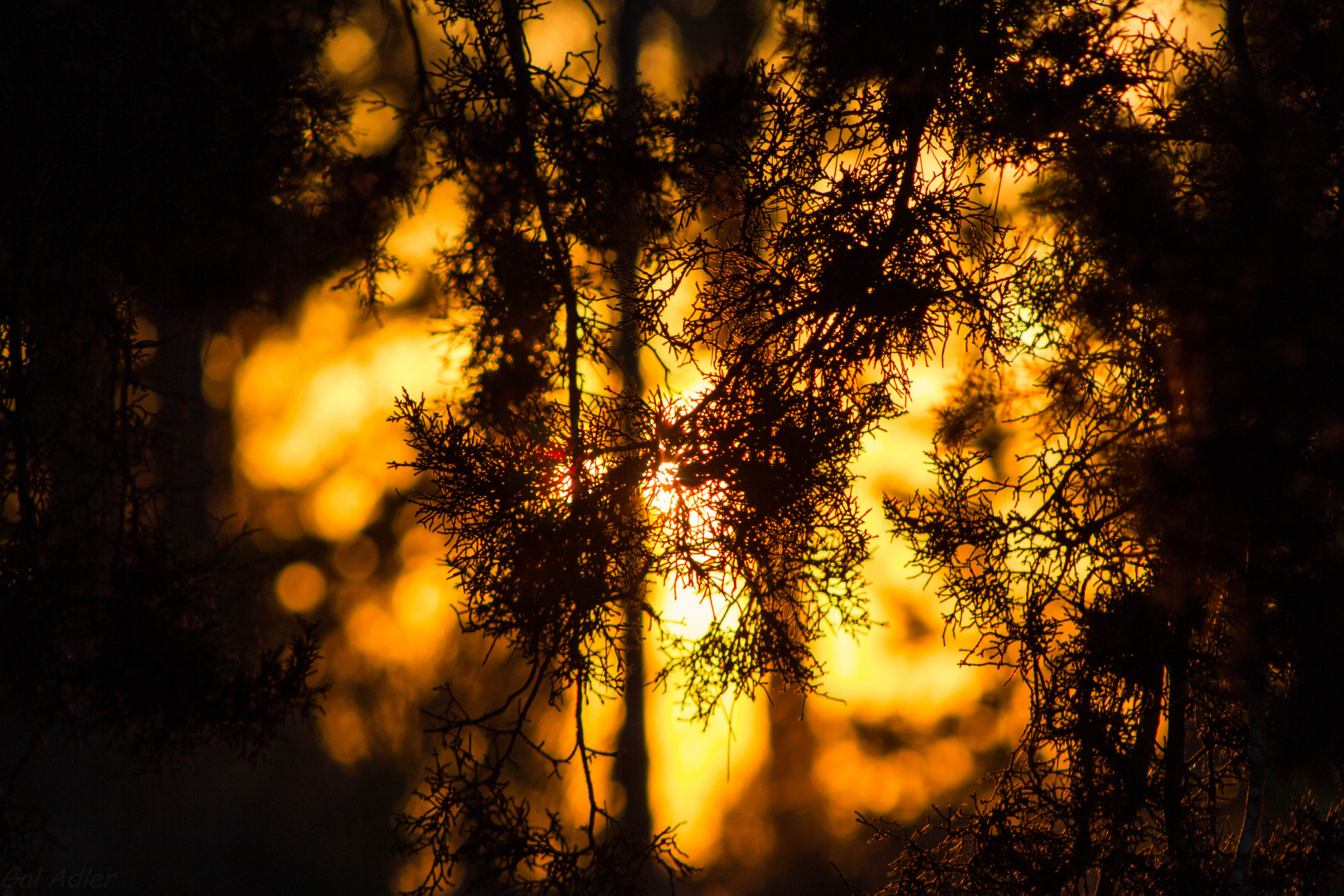 Canon EF 75-300mm f/4-5.6 USM sample photo. The sun between the leafs photography