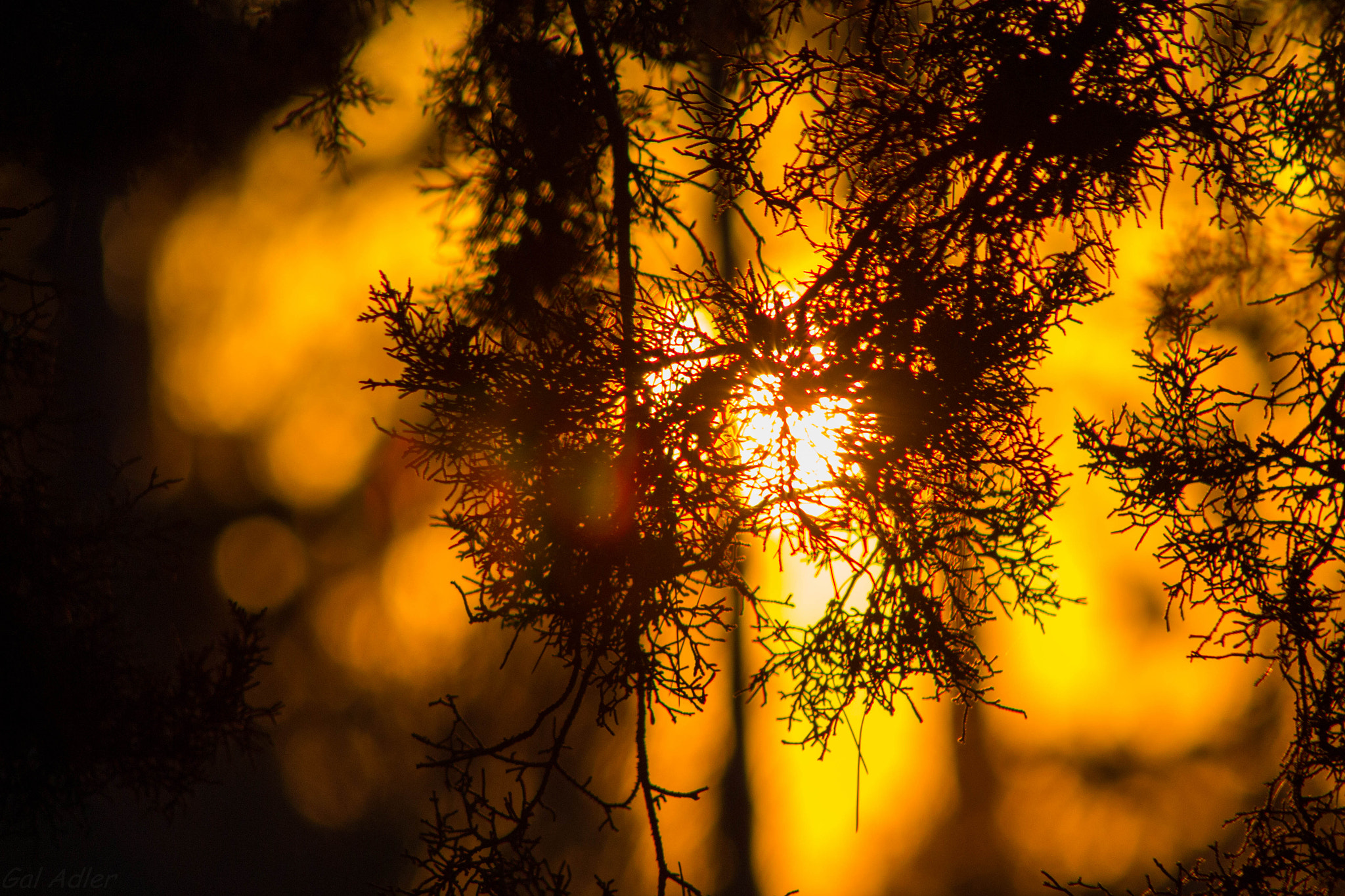 Canon EF 75-300mm f/4-5.6 USM sample photo. The sun between the leafs photography