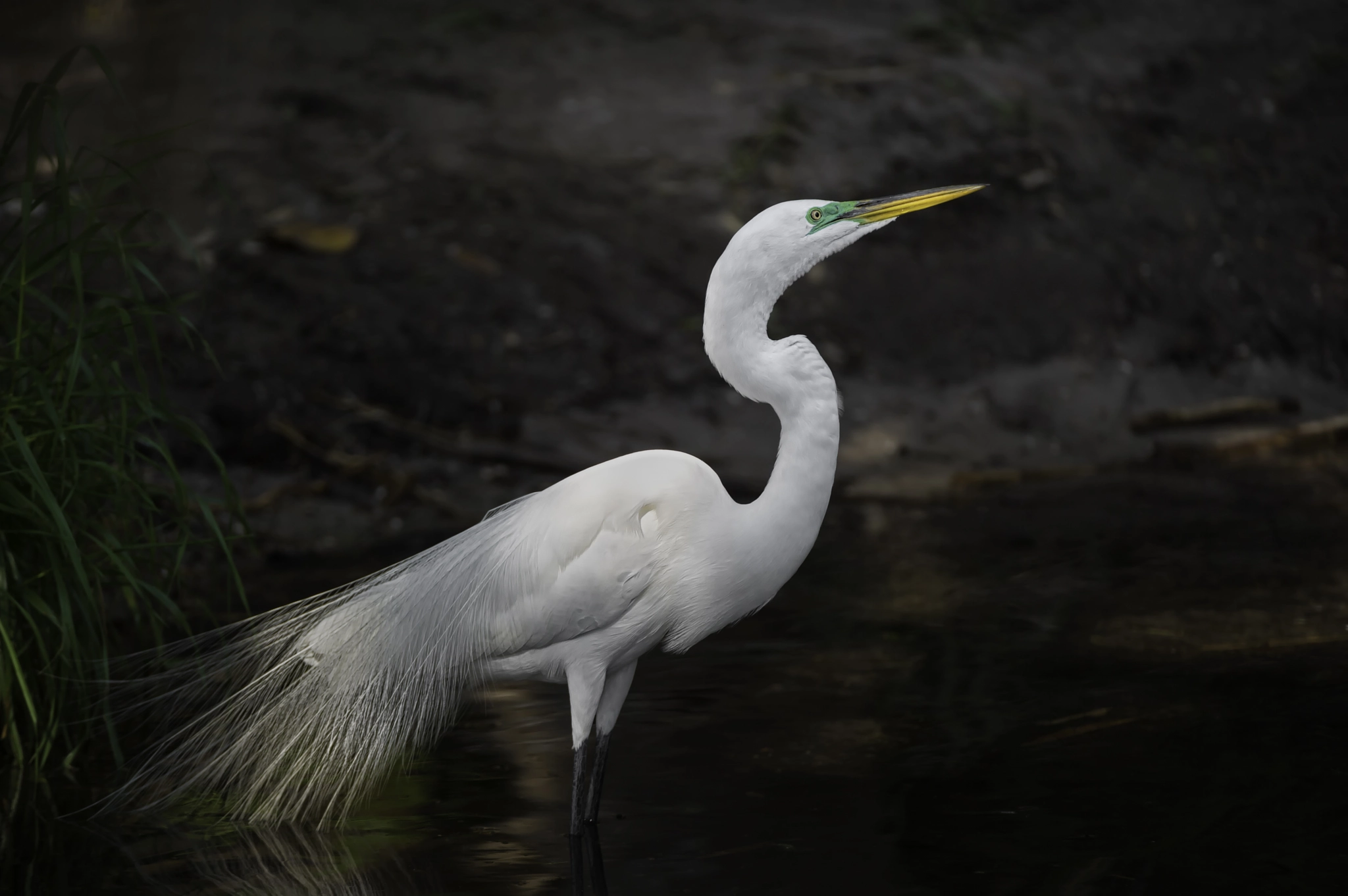 Nikon AF-S Nikkor 200-400mm F4G ED-IF VR sample photo. A great egret... photography