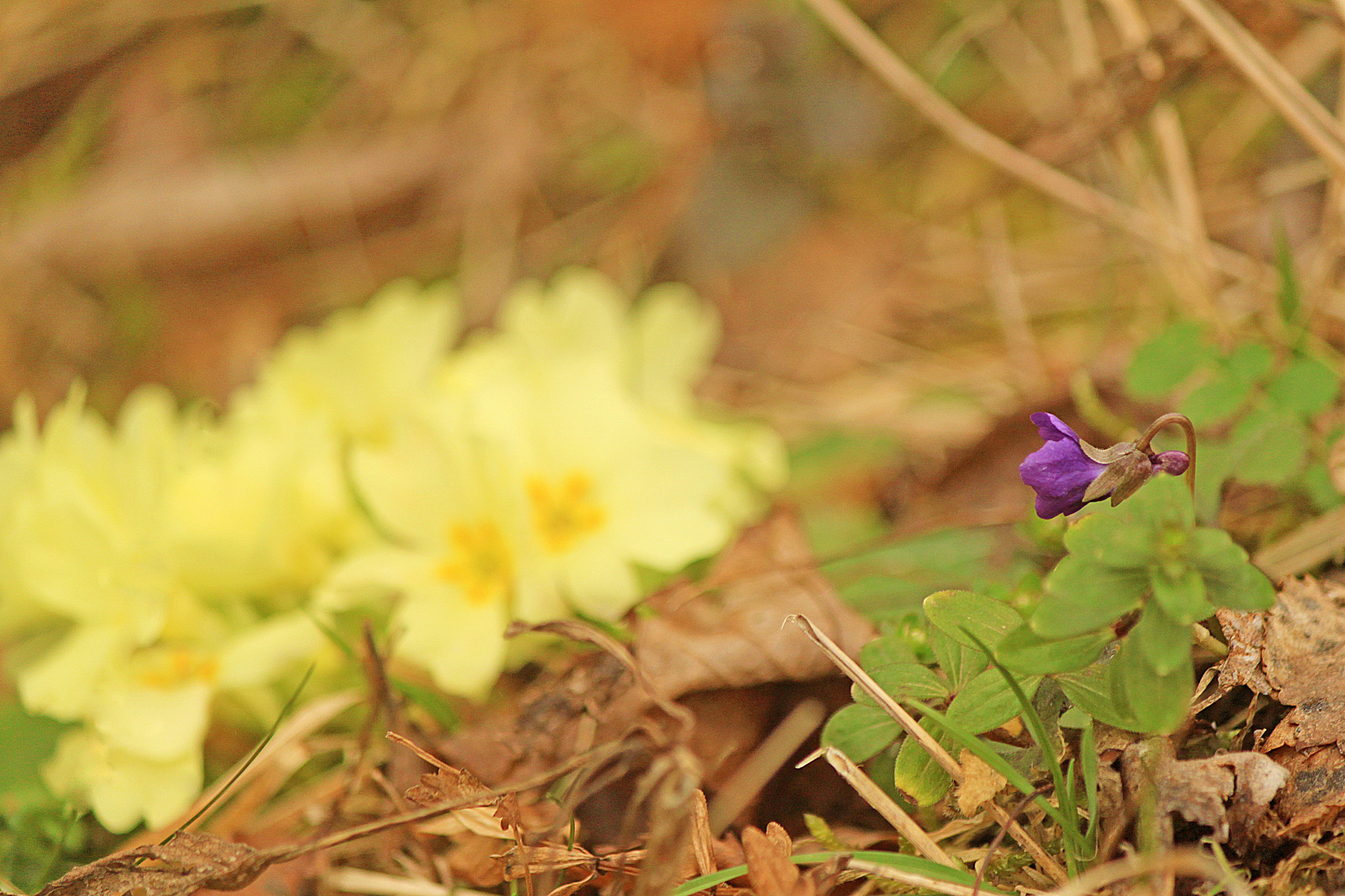 Canon EOS 500D (EOS Rebel T1i / EOS Kiss X3) + Canon EF-S 55-250mm F4-5.6 IS sample photo. Whisper of spring photography