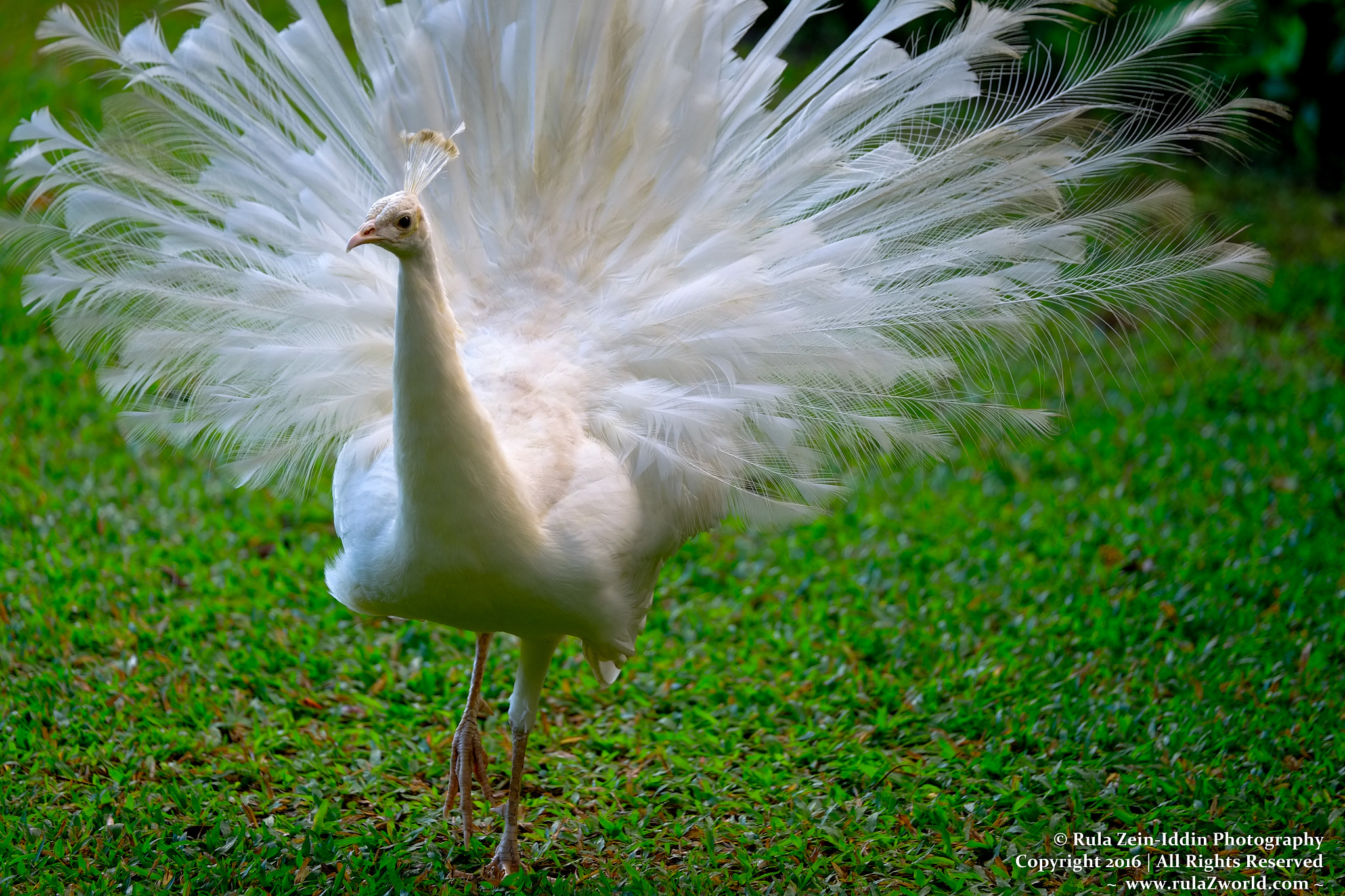 Fujifilm X-Pro1 + Fujifilm XF 50-140mm F2.8 R LM OIS WR sample photo. True majesty photography