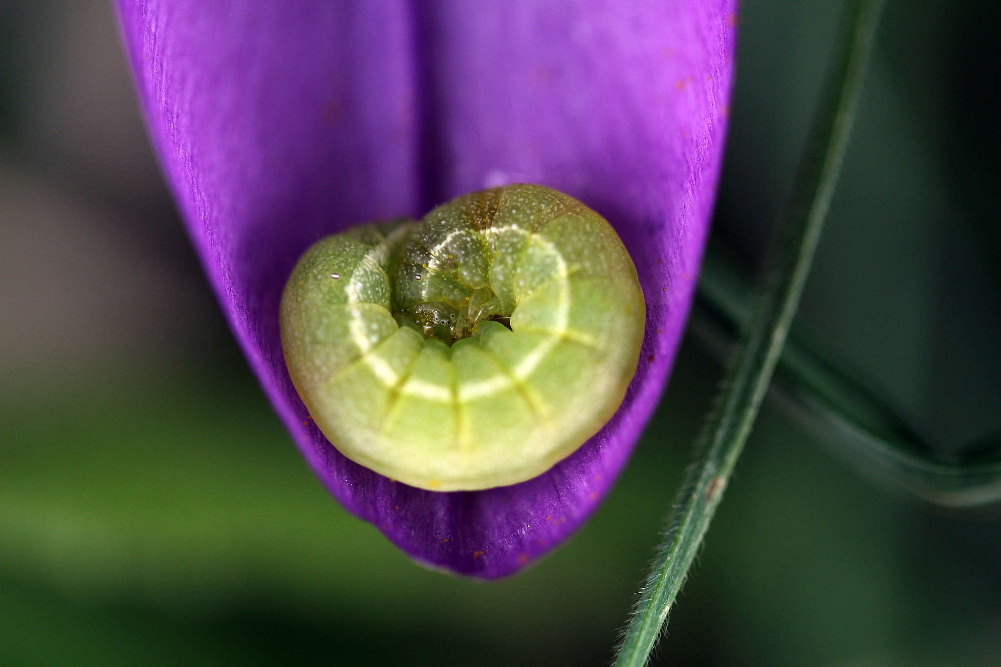 Canon EF-S 60mm F2.8 Macro USM sample photo. I love sleeping photography