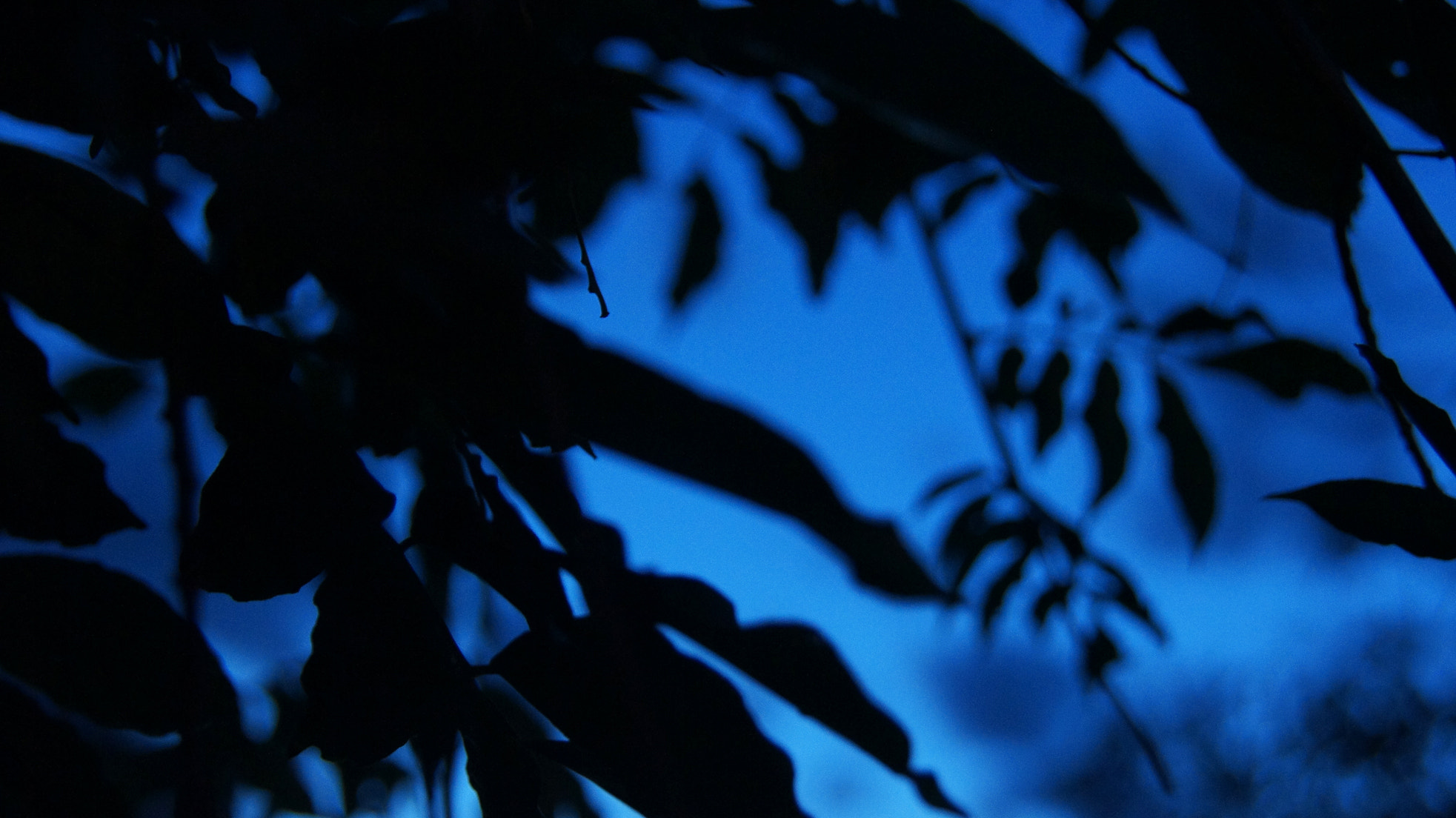 Sony Alpha DSLR-A580 sample photo