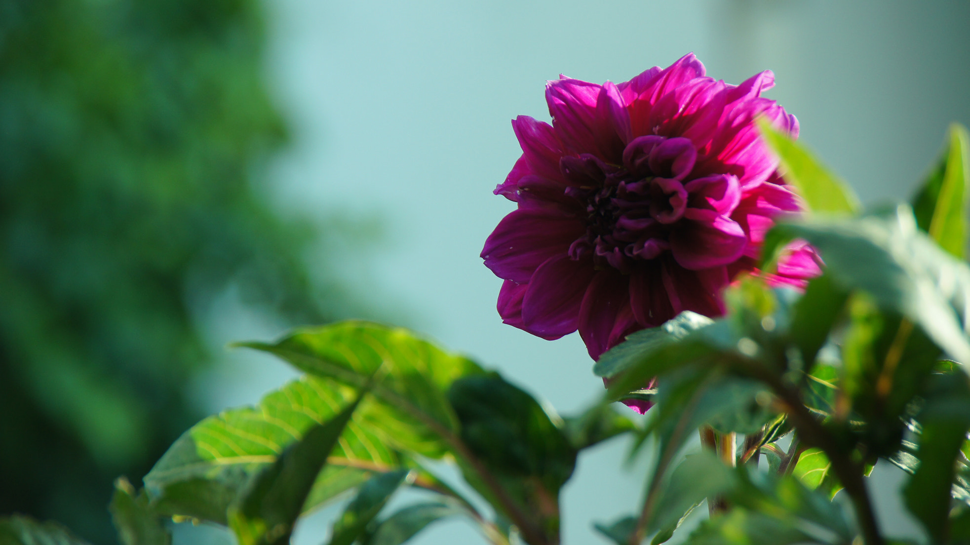 Sony Alpha DSLR-A580 sample photo