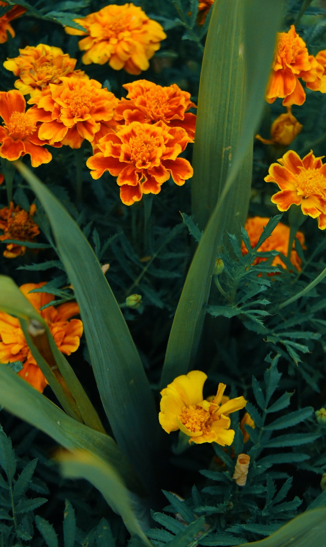 Sony Alpha DSLR-A580 sample photo