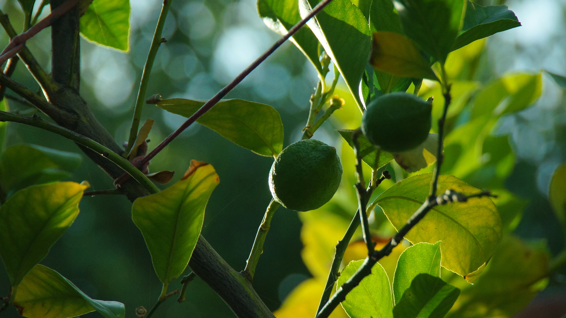 Sony Alpha DSLR-A580 sample photo