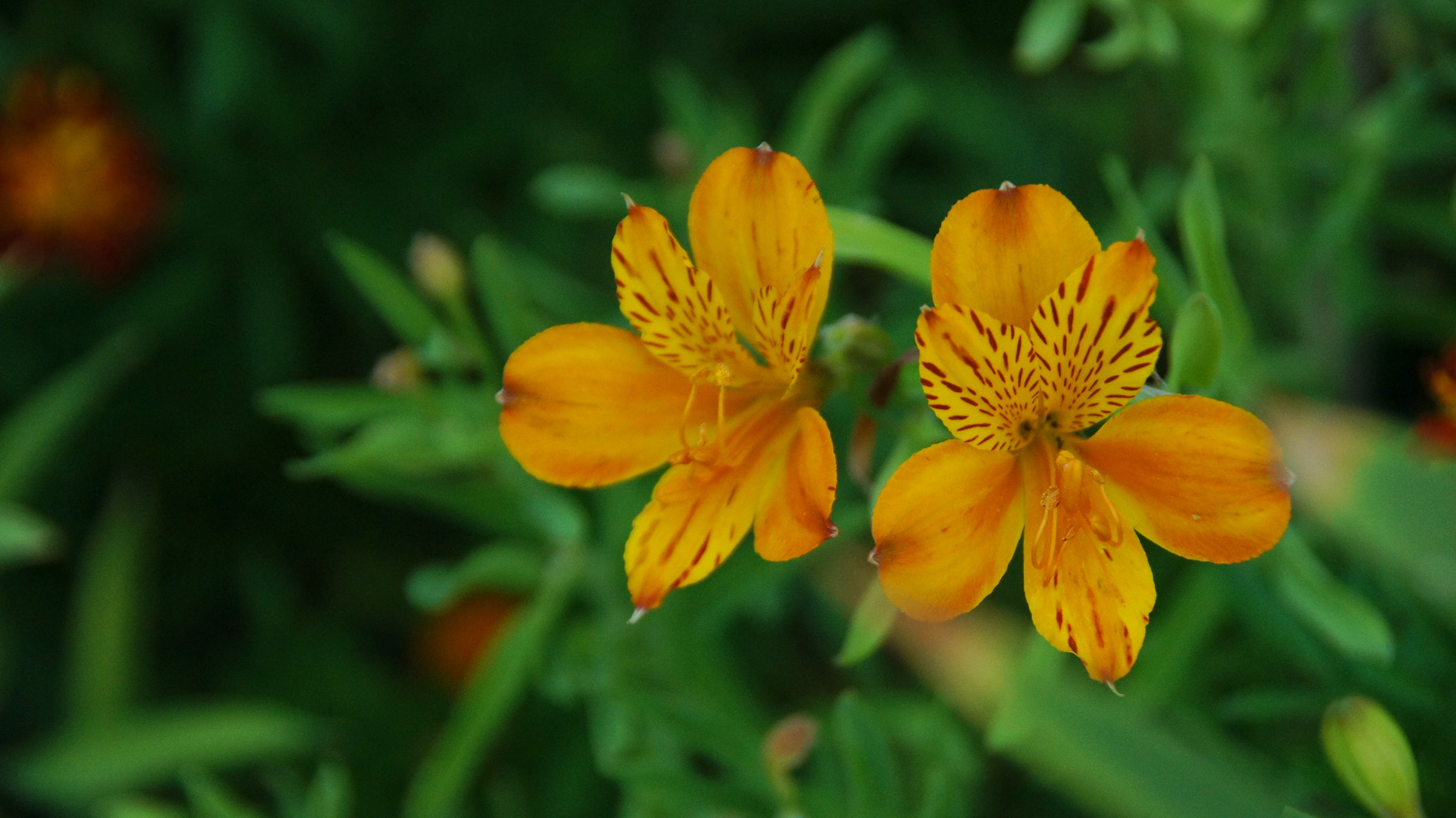 Sony Alpha DSLR-A580 sample photo