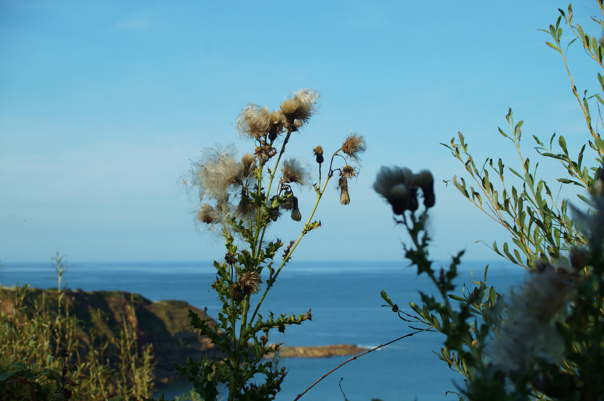 Sony SLT-A37 + Sigma 28-70mm EX DG F2.8 sample photo. Misty thistle photography