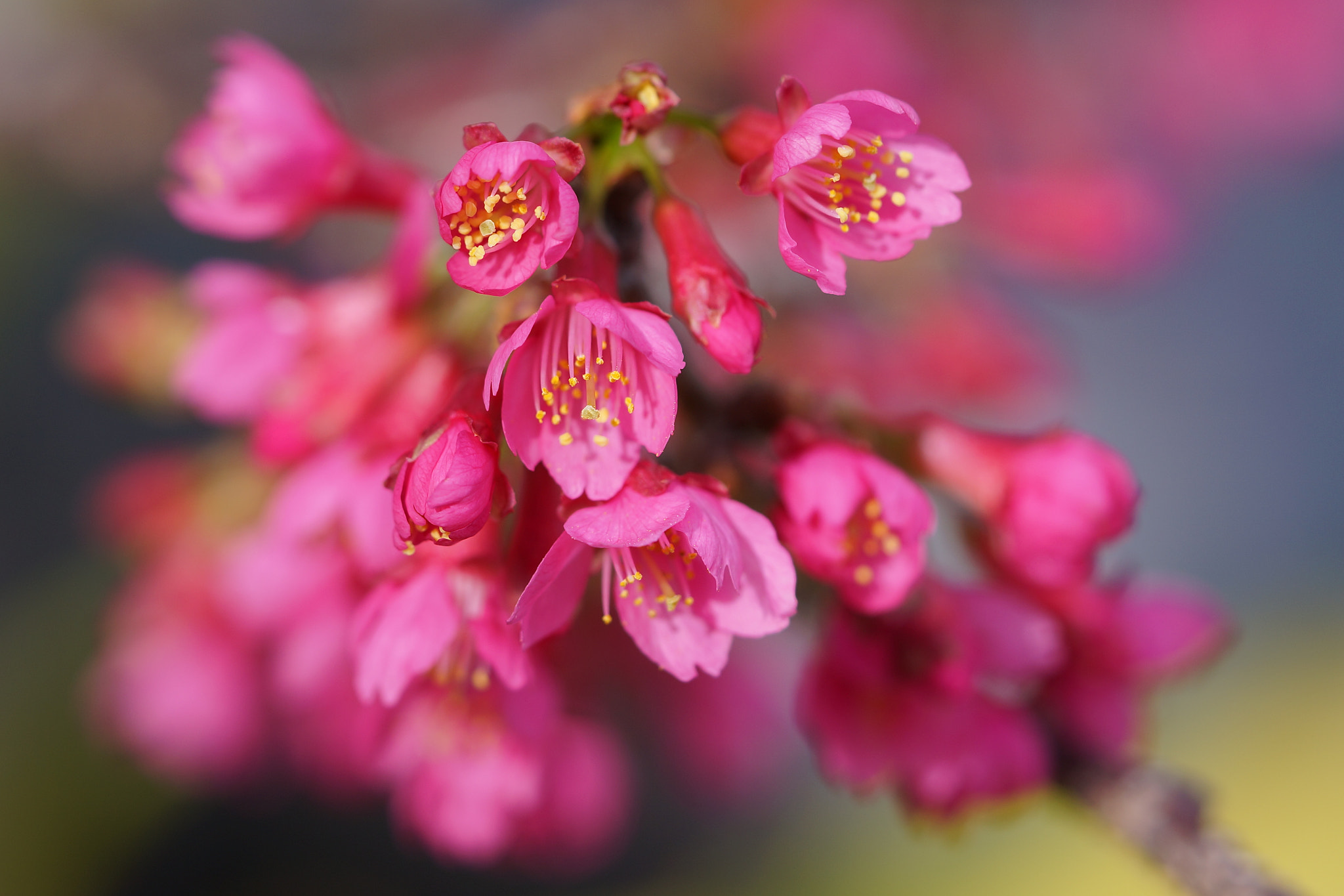 Sony Alpha NEX-6 + Sony FE 90mm F2.8 Macro G OSS sample photo. Cherry blossom photography