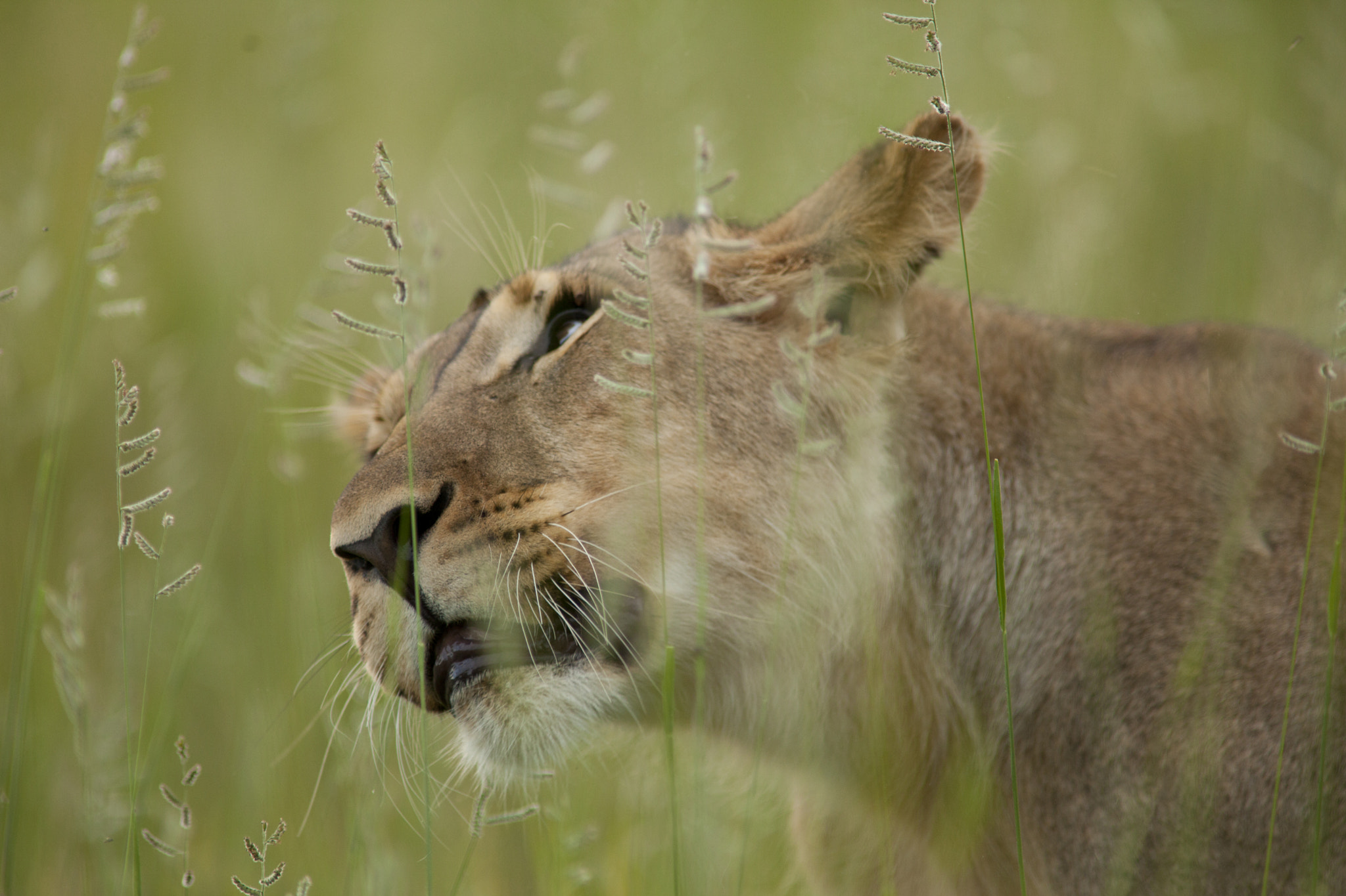 Canon EOS 5D Mark II + Canon EF 400mm f/2.8L + 1.4x sample photo. Even lions are allowed a little crazy photography