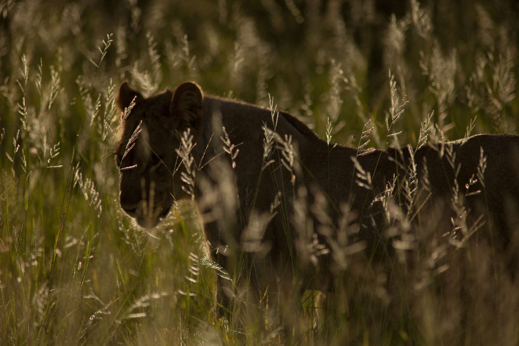 Canon EF 400mm f/2.8L + 1.4x sample photo. In plain sight photography