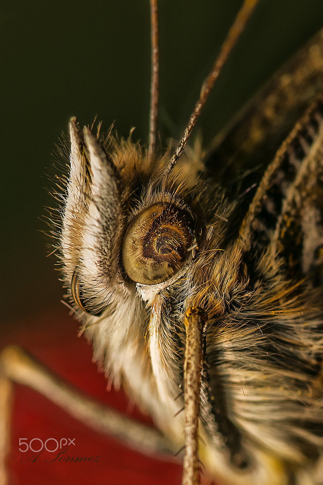 Sigma 105mm F2.8 EX DG OS HSM sample photo. Thje eye of a butterfly photography