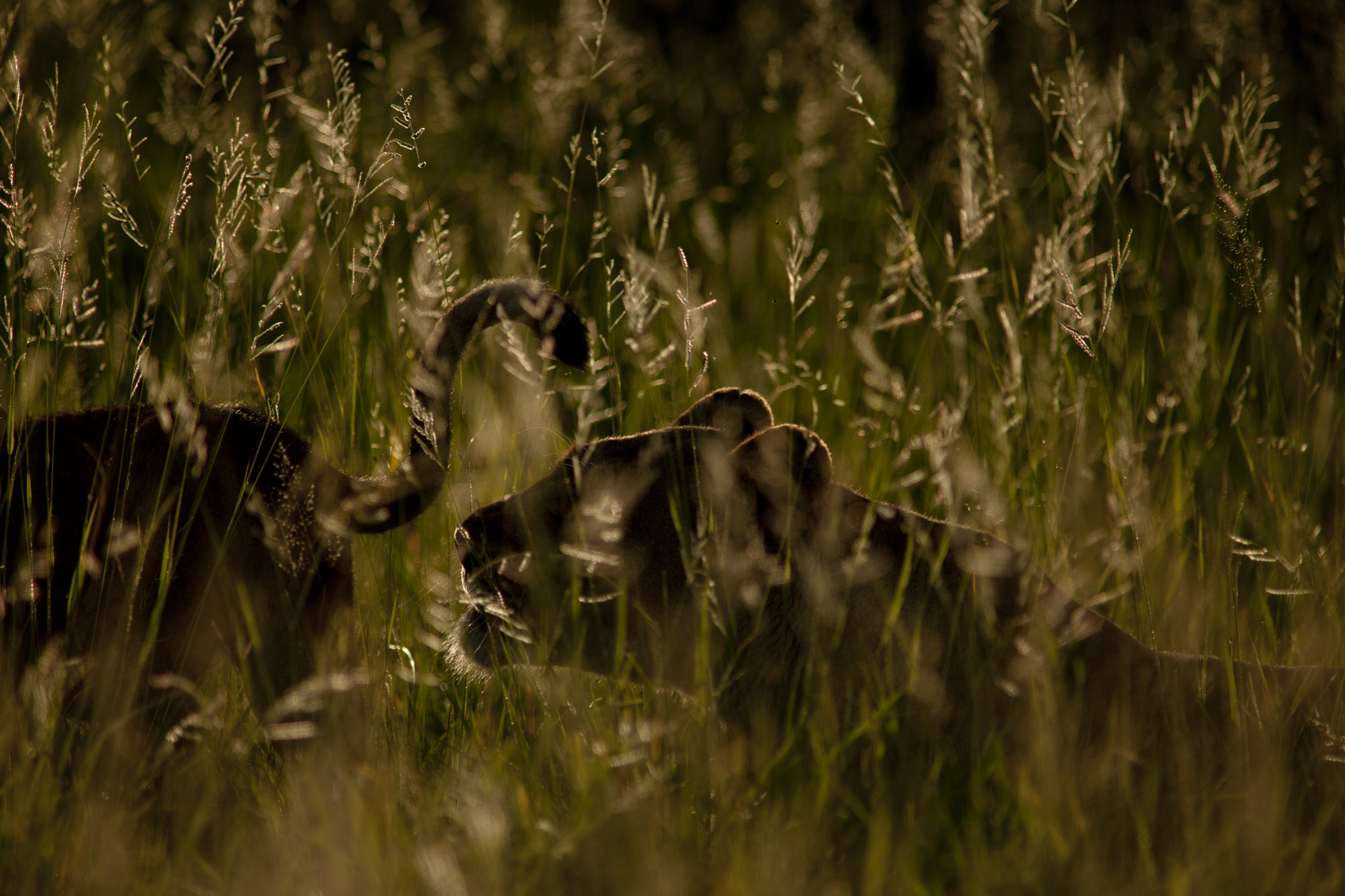 Canon EF 400mm f/2.8L + 1.4x sample photo. Twisty tails and golden grasses photography