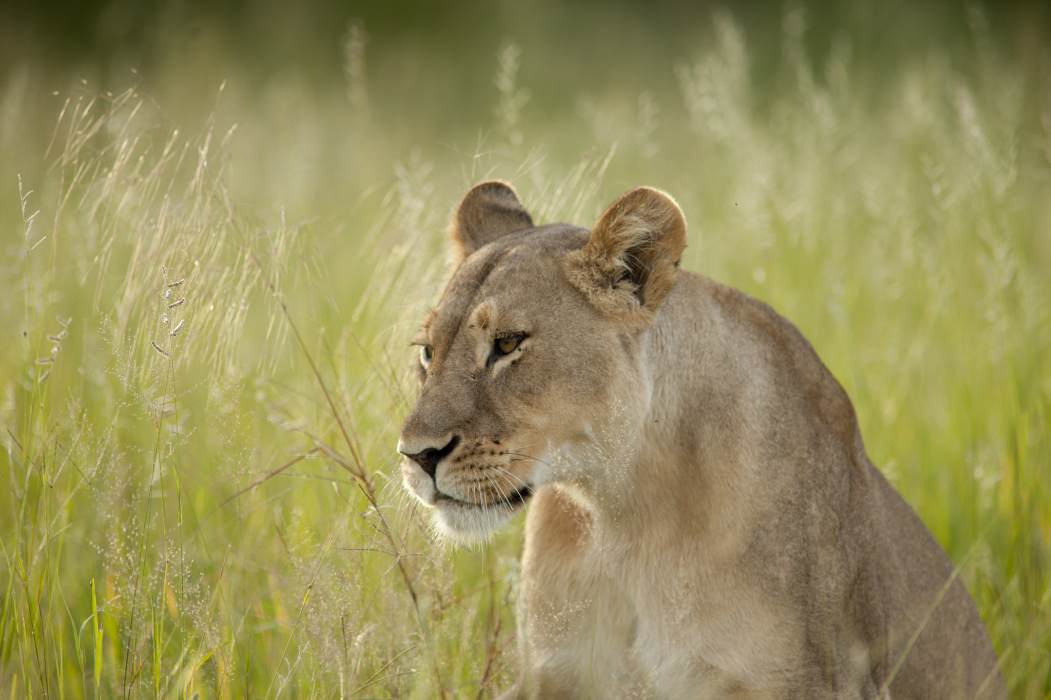 Canon EF 400mm f/2.8L + 1.4x sample photo. An air about her photography