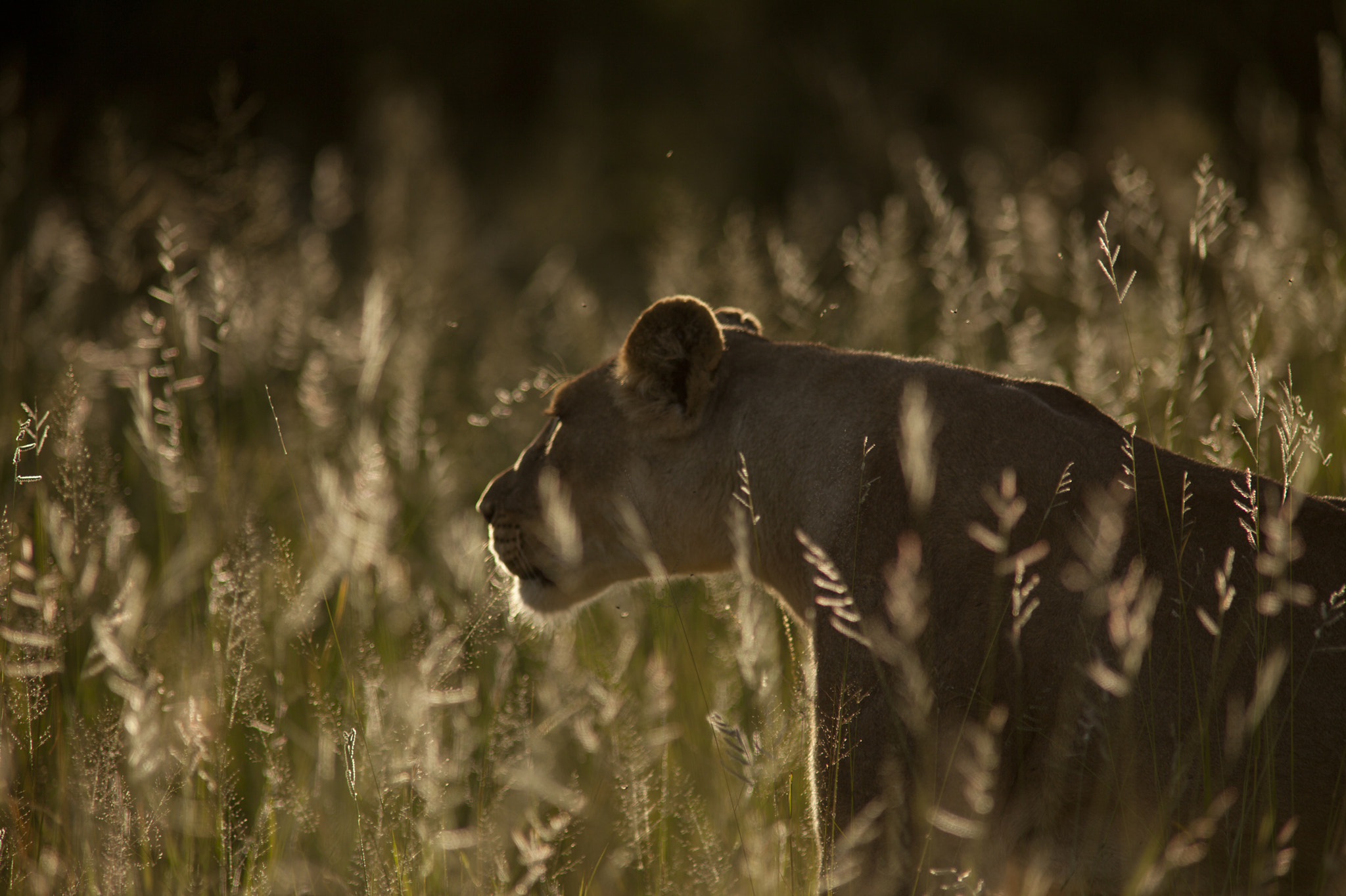 Canon EOS 5D Mark II + Canon EF 400mm f/2.8L + 1.4x sample photo. Grace photography