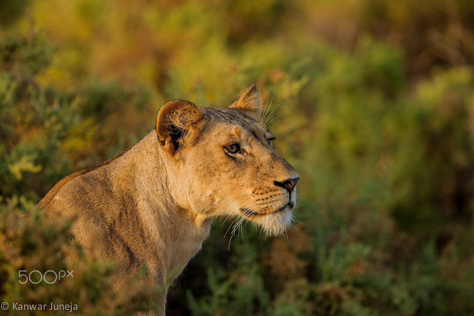 Canon EF 600mm F4L IS II USM sample photo. A stalking lionness photography