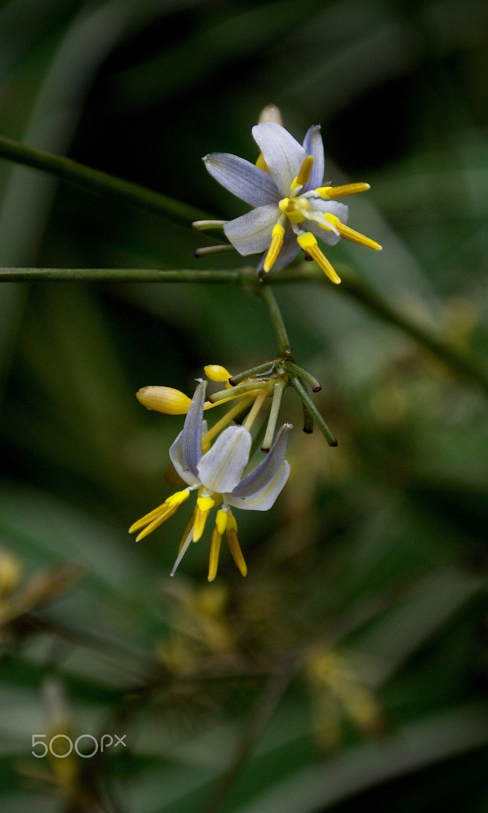 Nikon 1 J2 sample photo. Path-side flower photography
