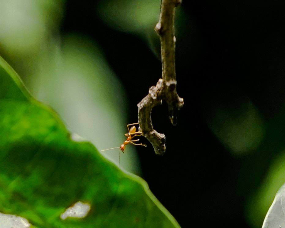 Sony FE 70-200mm F4 G OSS sample photo. Ant photography