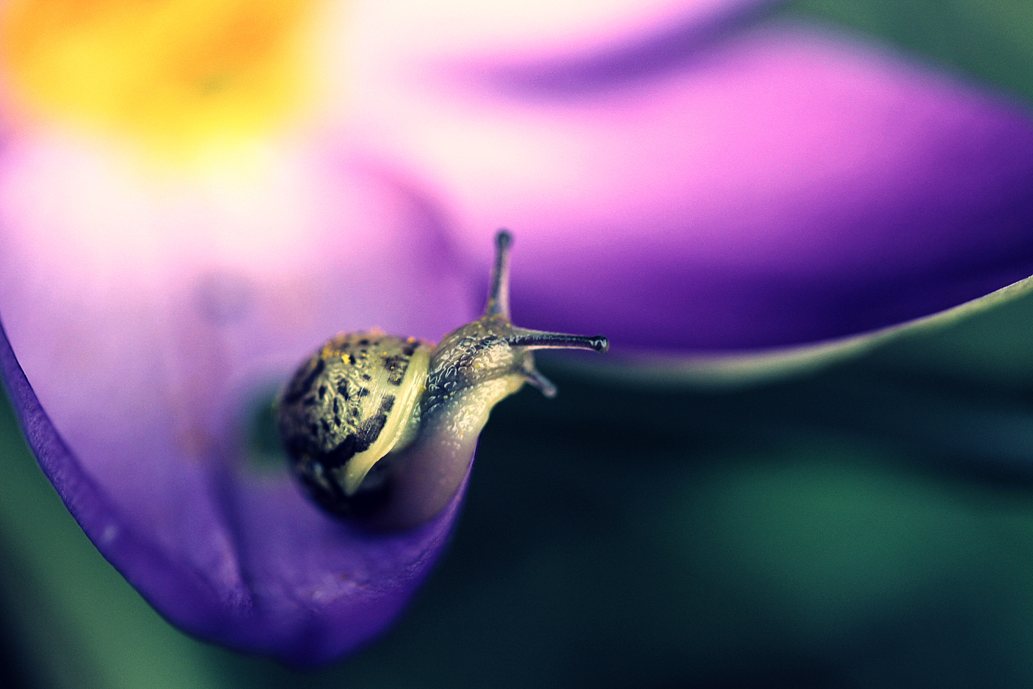 Canon EF-S 60mm F2.8 Macro USM sample photo. Morbido e petaloso! photography