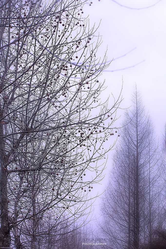 Pentax K-3 sample photo. At the street of february photography