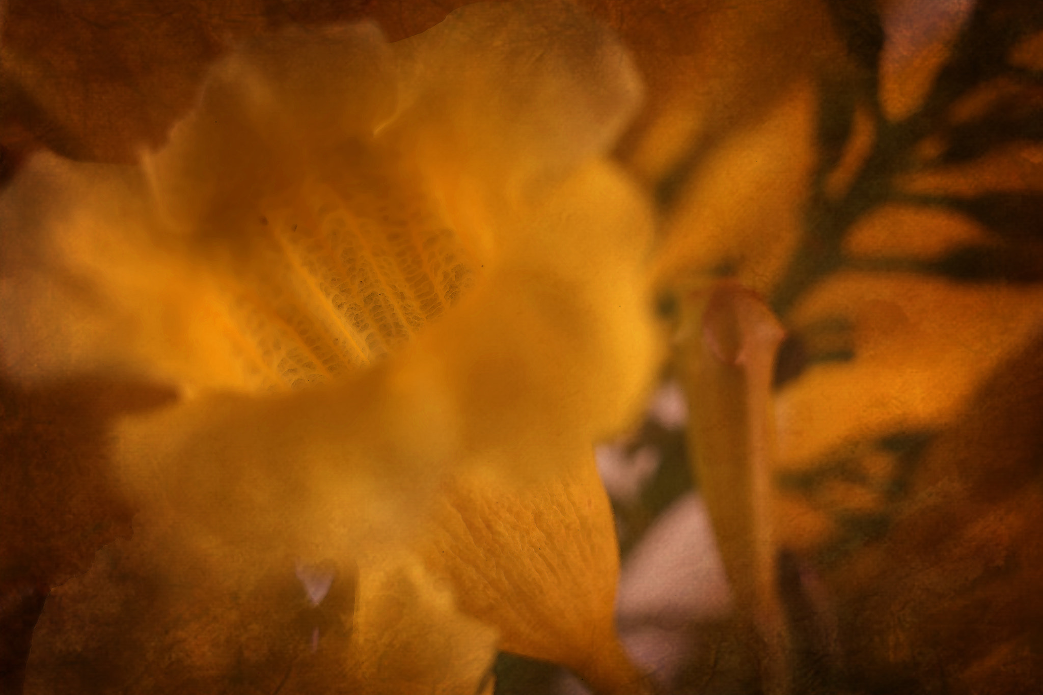 Canon EF 50mm F2.5 Macro sample photo. Prime photography