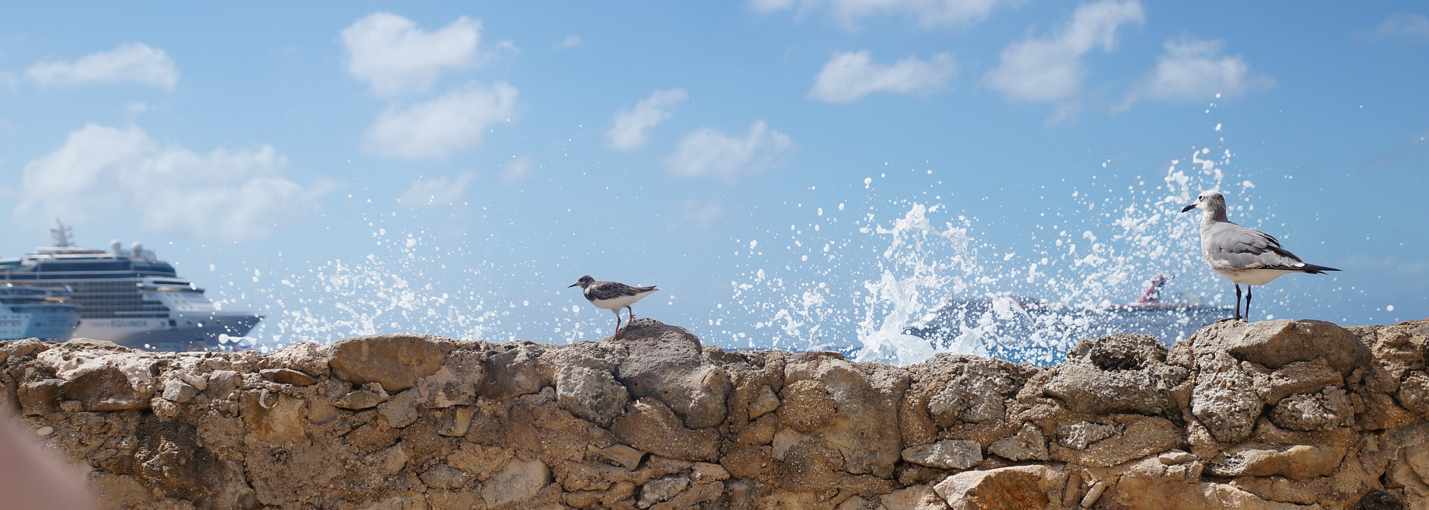 Sony SLT-A37 + Sony DT 16-50mm F2.8 SSM sample photo. Well wash my beak! photography