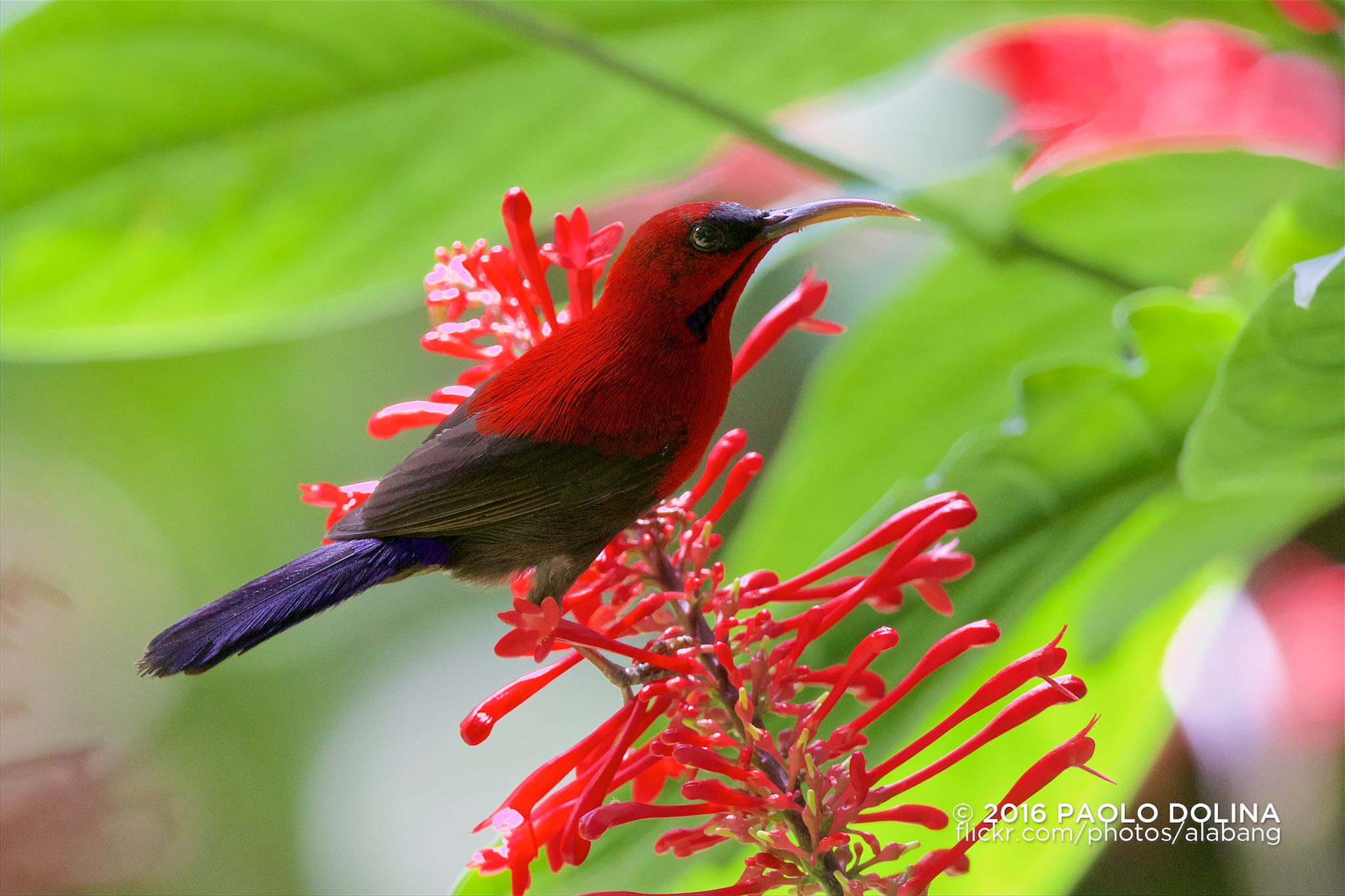 Canon EF 800mm F5.6L IS USM sample photo. Magnificent sunbird (aethopyga magnifica) photography