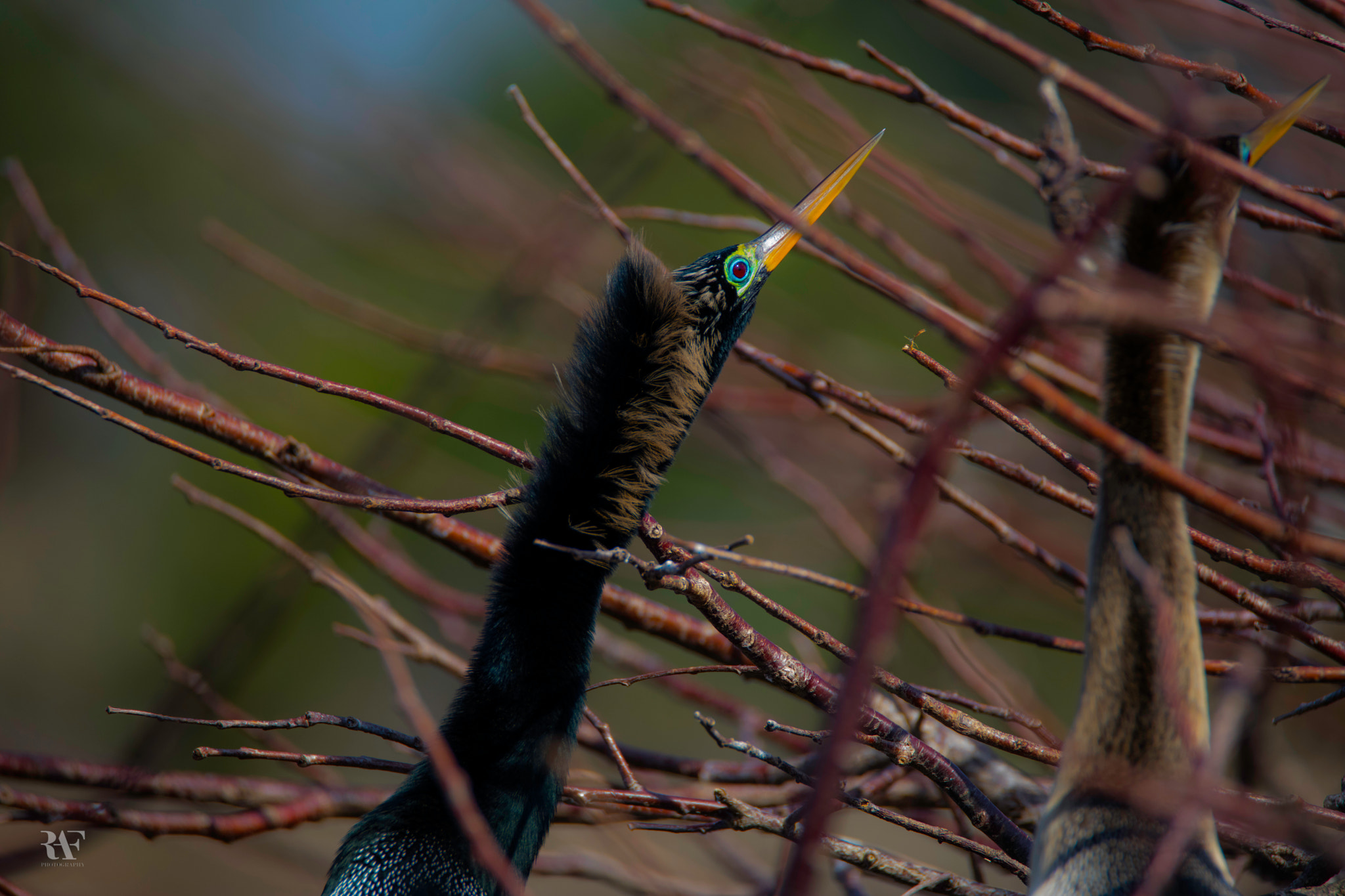 Tamron SP 150-600mm F5-6.3 Di VC USD sample photo. Living among branches photography