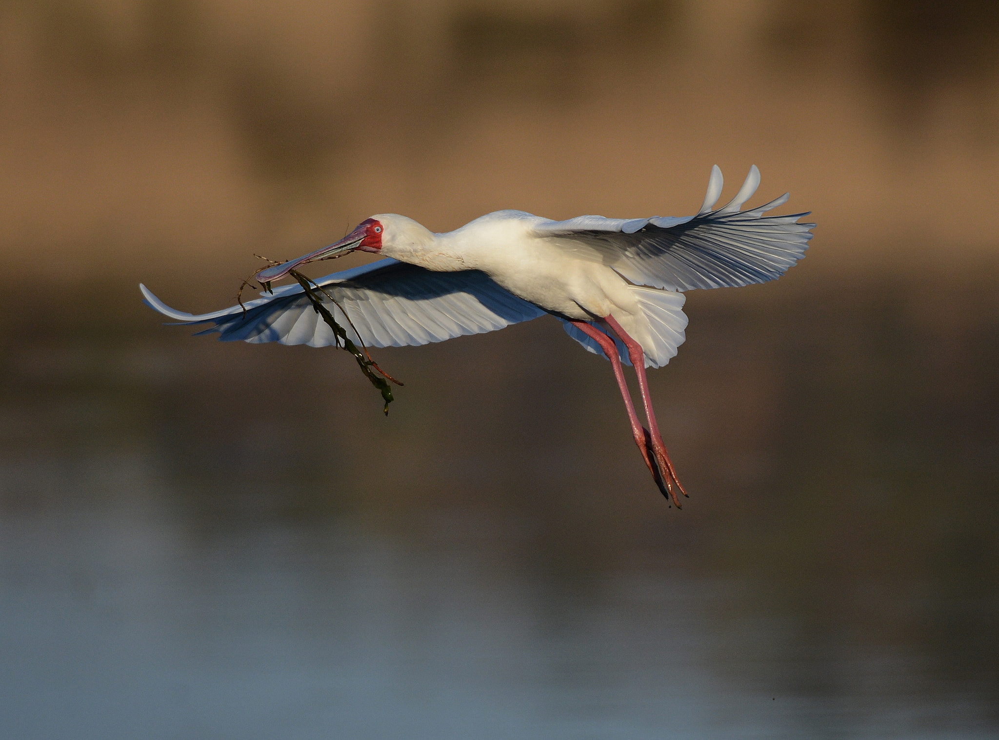 Nikon D4 sample photo. Spoonbill flyby photography